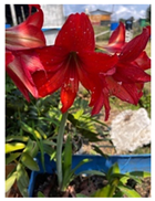 Water 15 03456 i001 Water 15 03456 i001