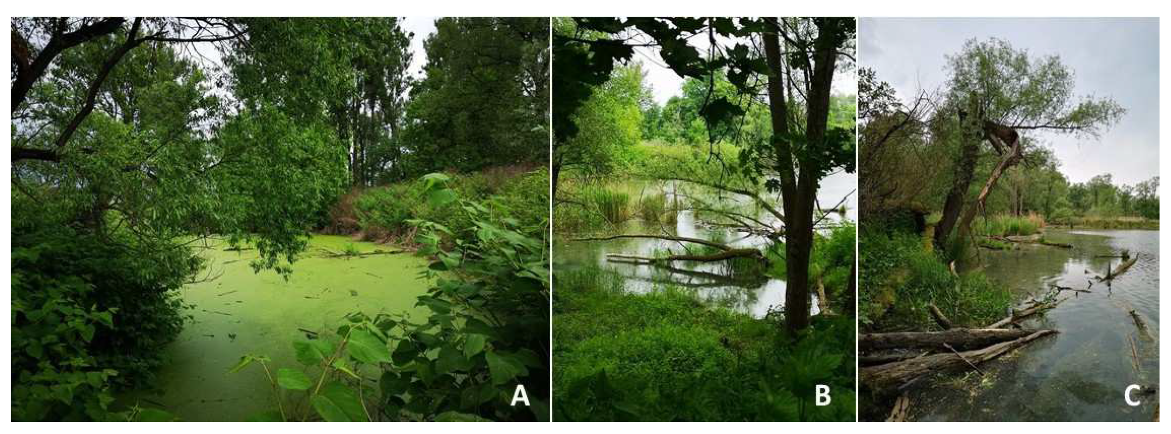 Water 15 03493 g004 Water 15 03493 g004