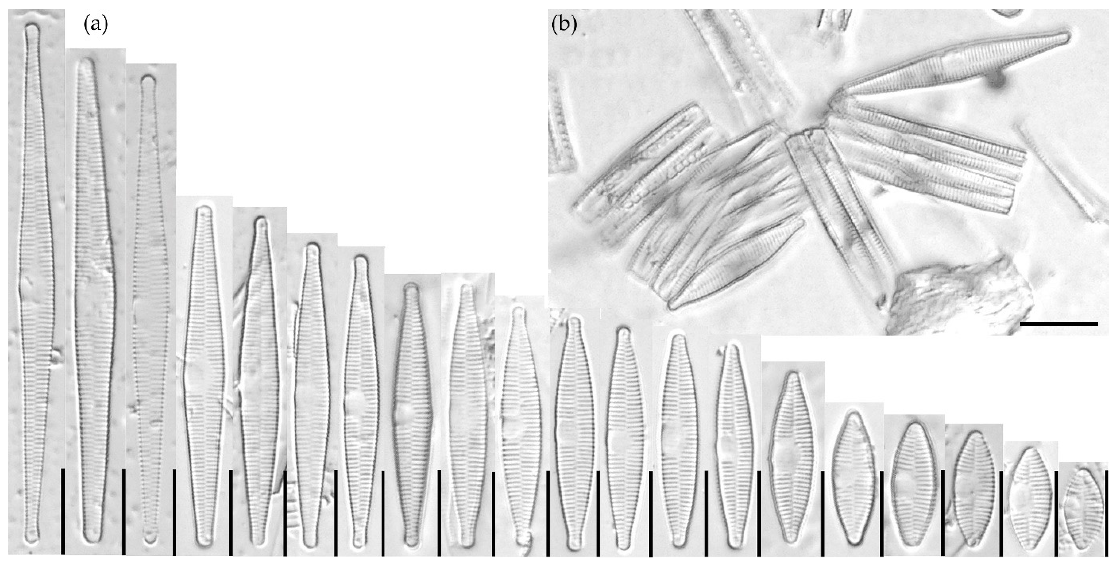 Water 15 03994 g002 Water 15 03994 g002