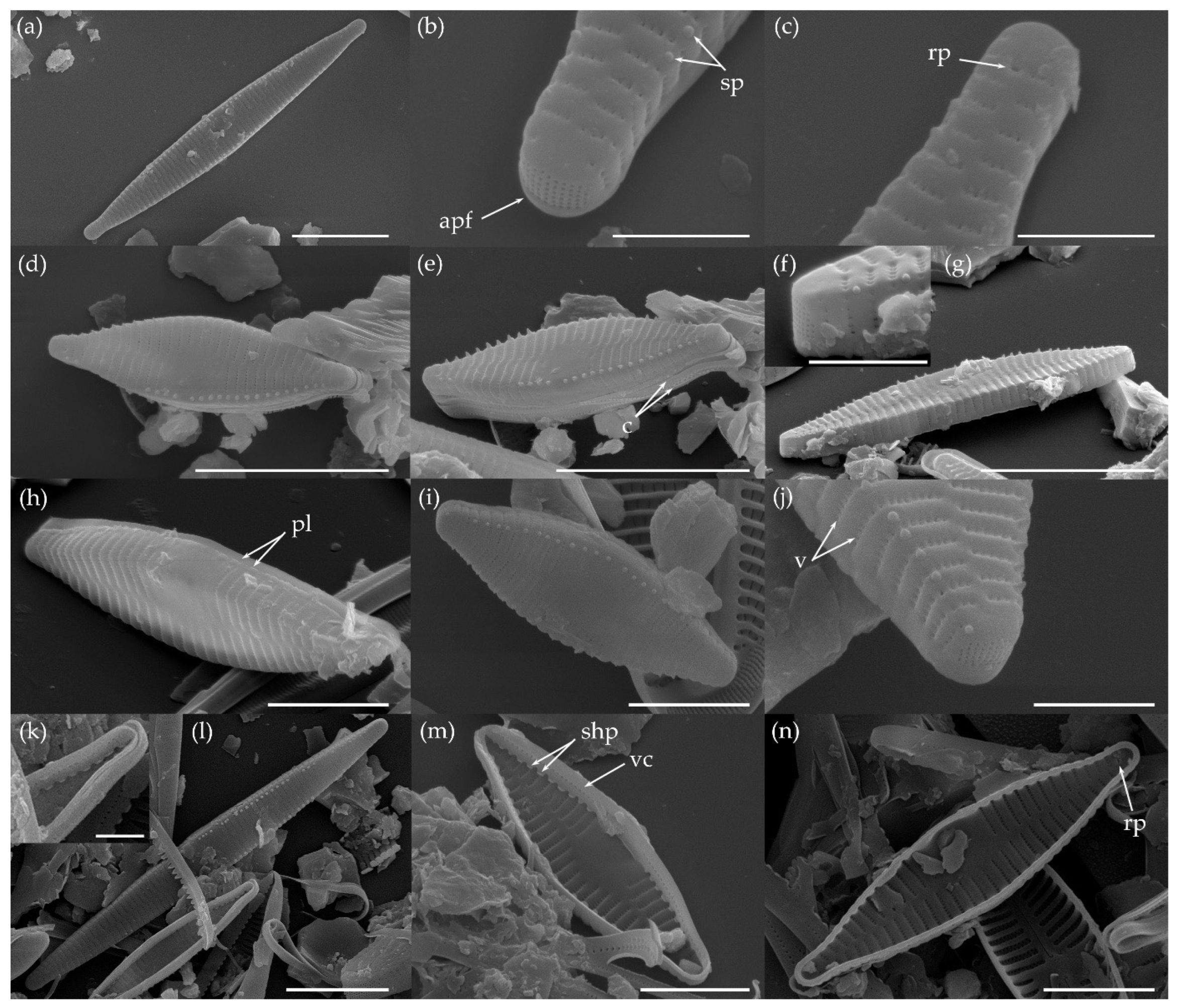 Water 15 03994 g006 Water 15 03994 g006