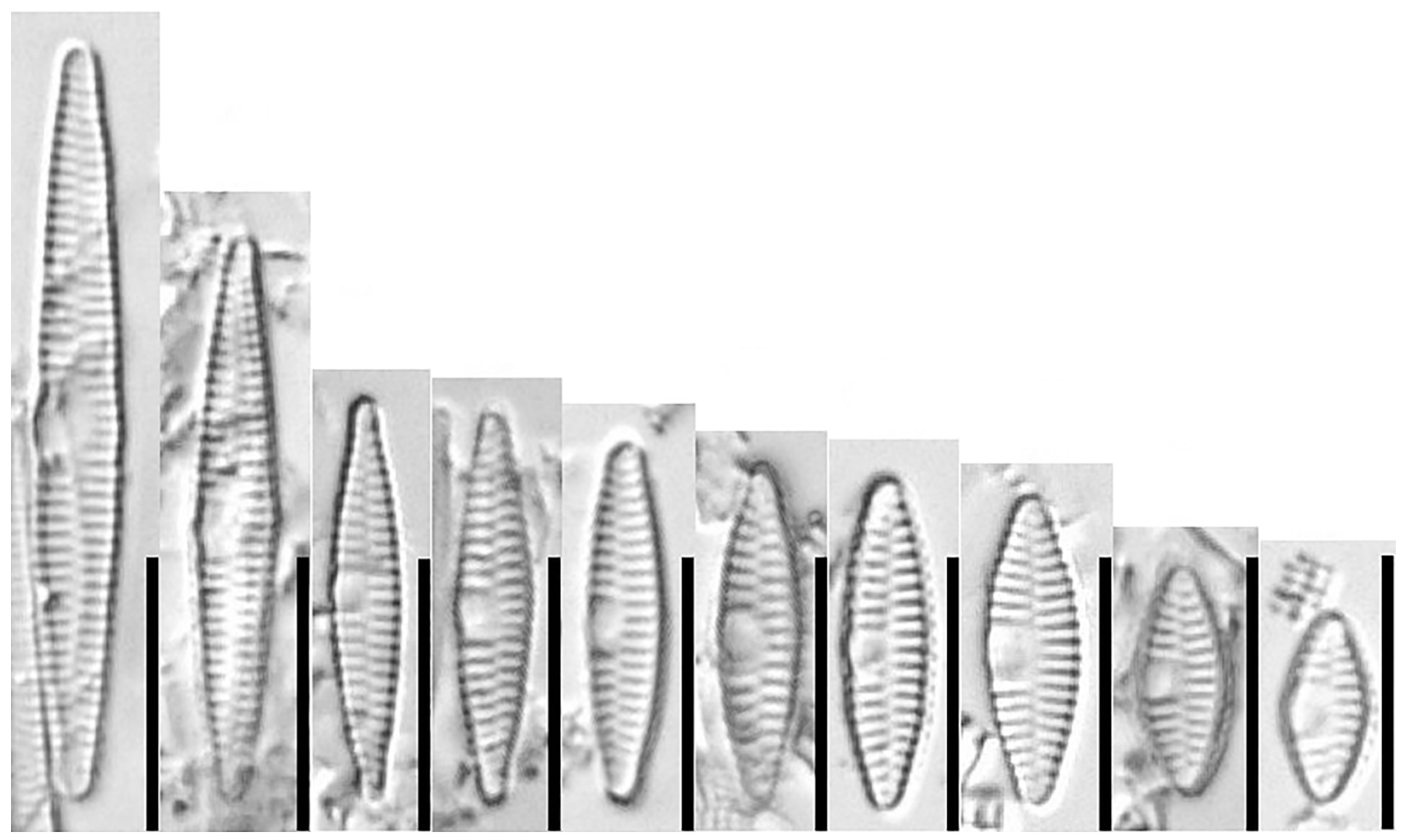 Water 15 03994 g009 Water 15 03994 g009