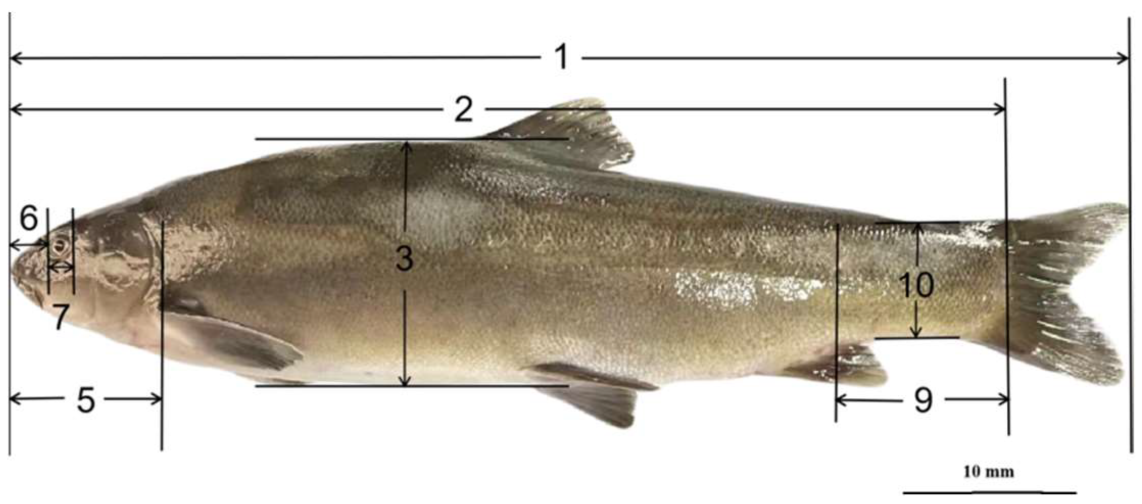 Age, Growth and Reproduction of Schizothorax pseudaksaiensis Age, Growth and Reproduction of Schizothorax pseudaksaiensis