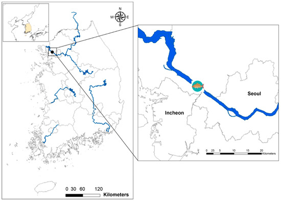 ぱんだ Microplastic Distribution and Characteristics in Common Carp