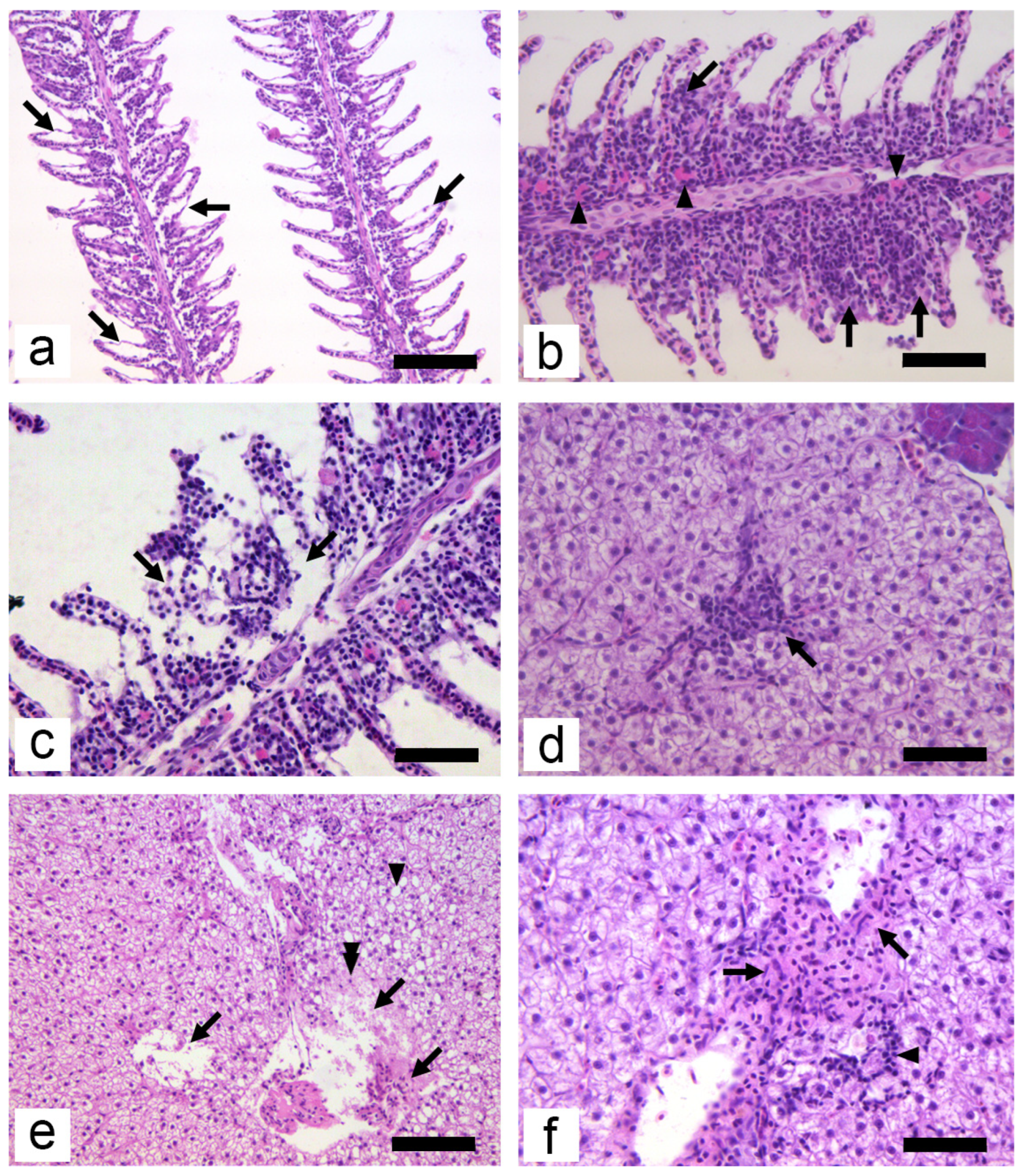 Water 15 04182 g002 Water 15 04182 g002