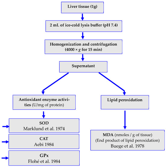 Assessment of Liver Toxicity in Wistar Rats after Chronic Exposure to ...