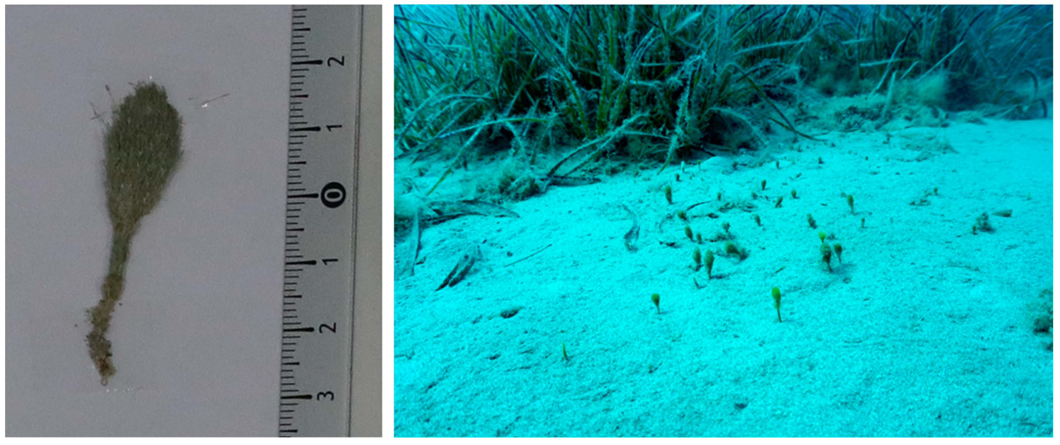 Water | Free Full-Text | The Heatwave Of Summer 2022 In The North.
