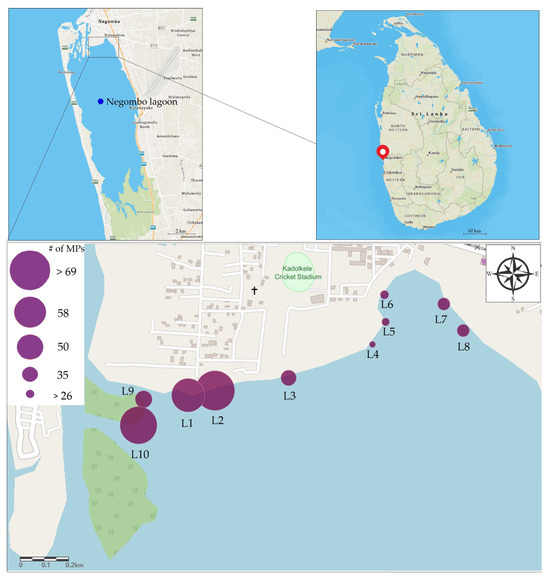Microplastic Contamination in Shrimps from the Negombo Lagoon—Sri Lanka