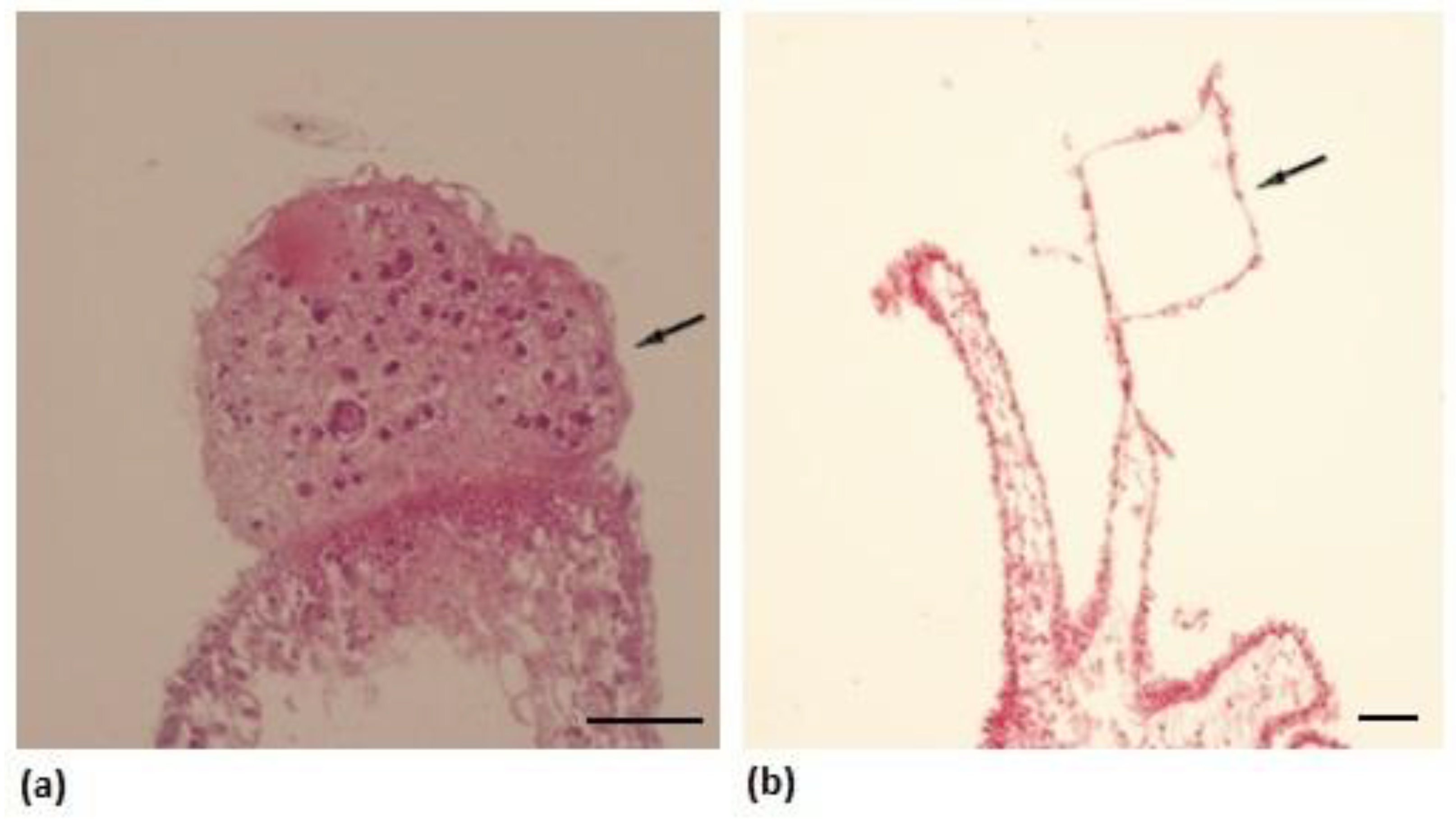 Water 16 00645 g005 Water 16 00645 g005