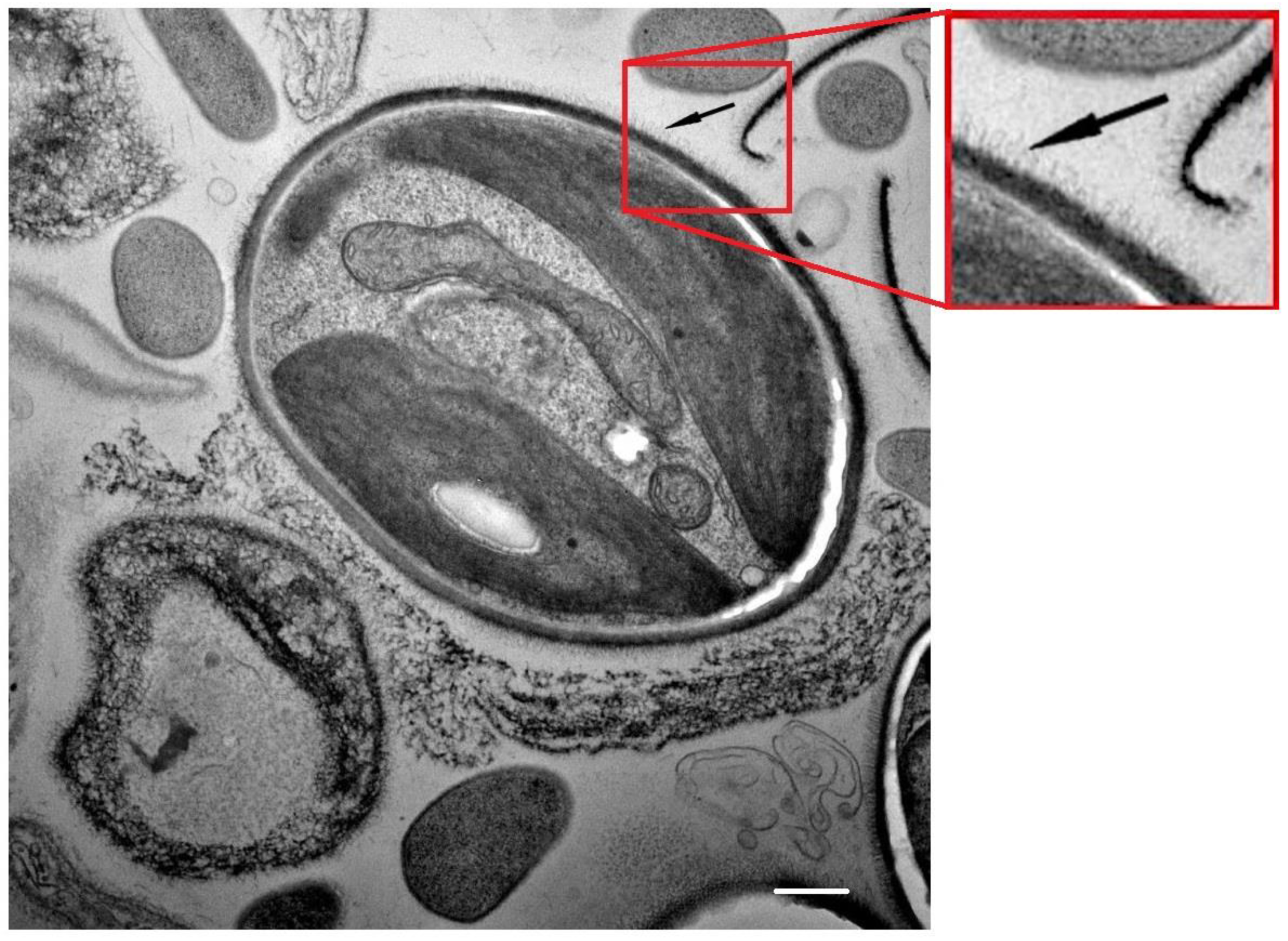 Water 16 00645 g006 Water 16 00645 g006