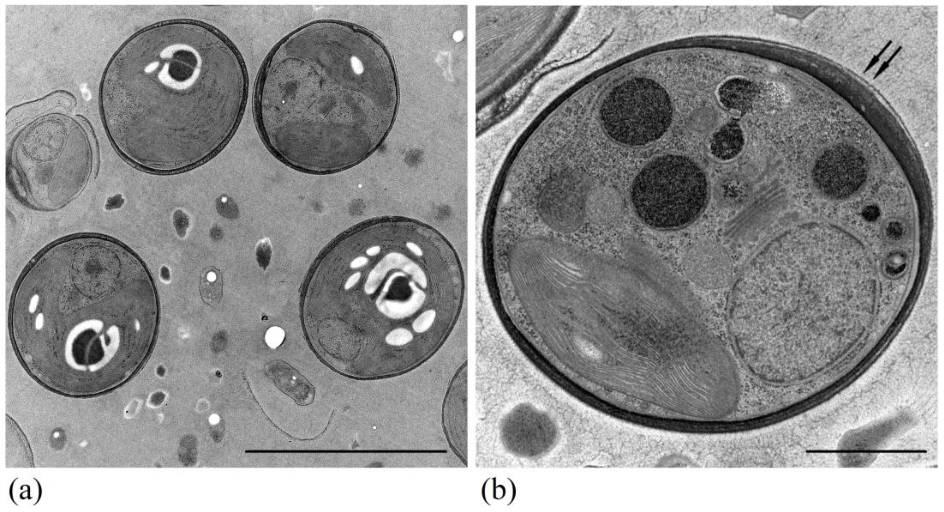 Water 16 00645 g007 Water 16 00645 g007