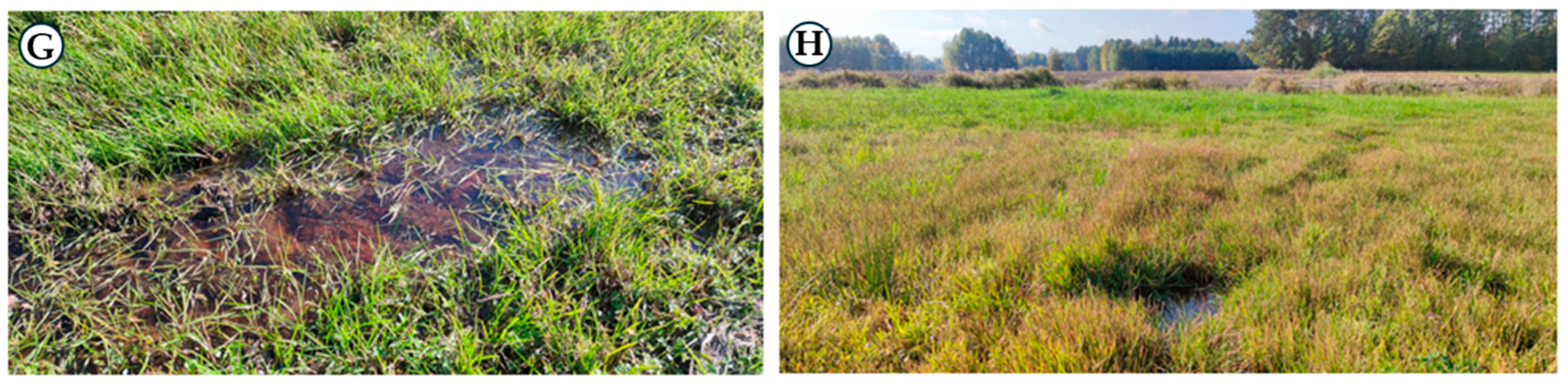 Water 16 01068 g001b