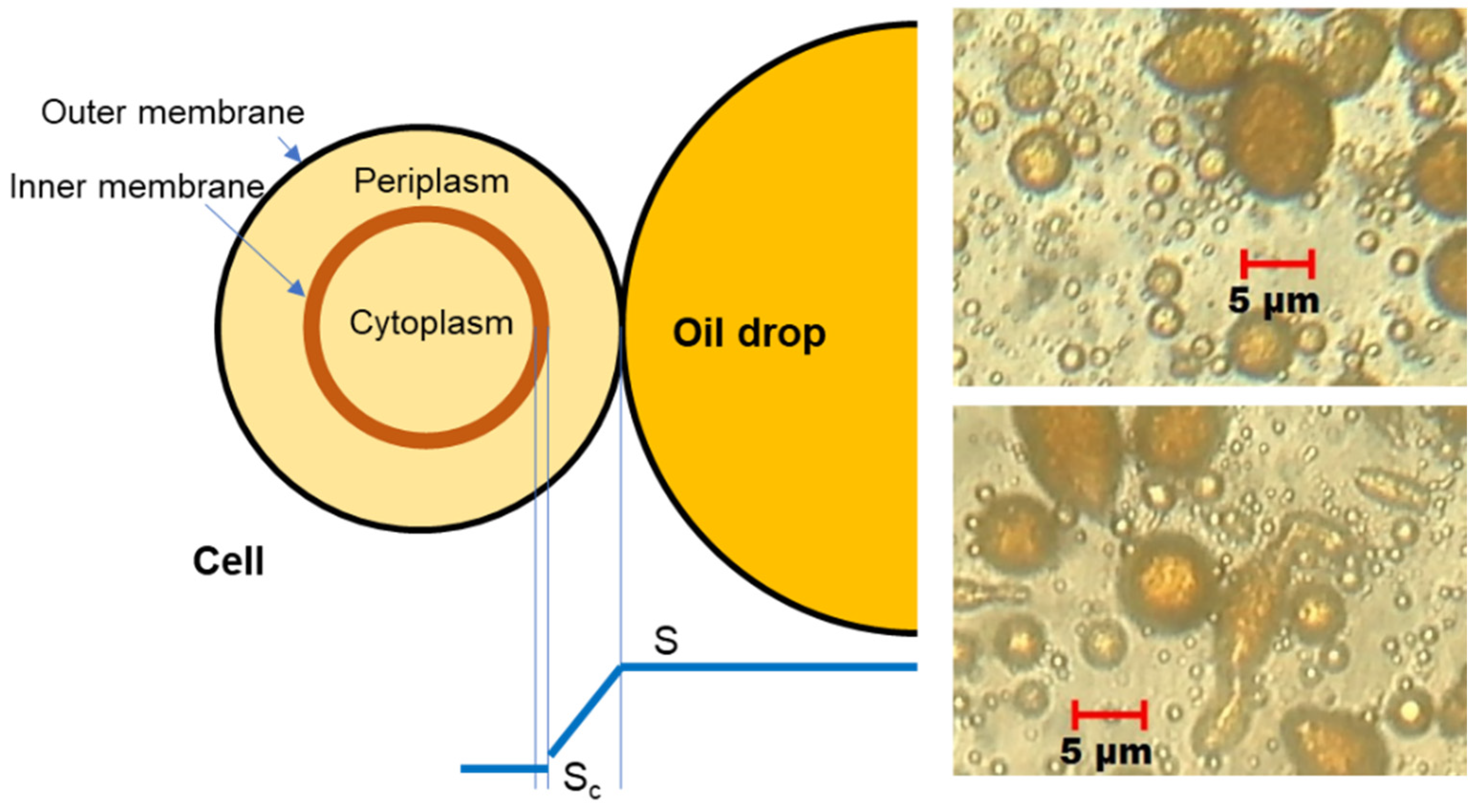 Water 16 01653 g002 Water 16 01653 g002