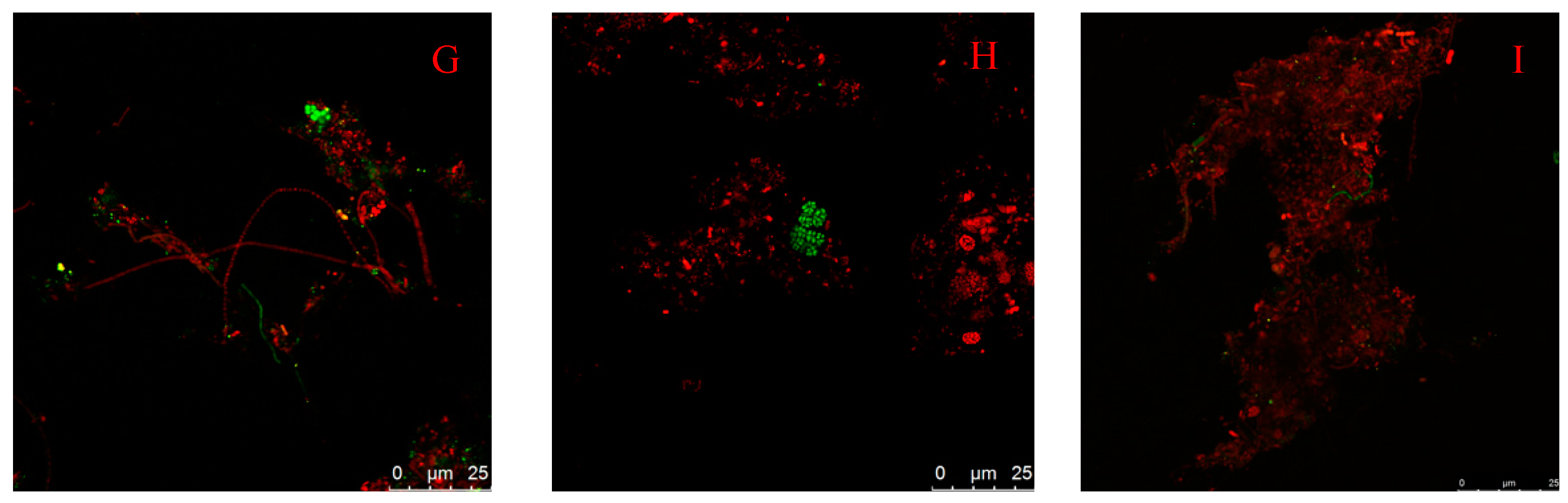 Water 16 02101 g005b