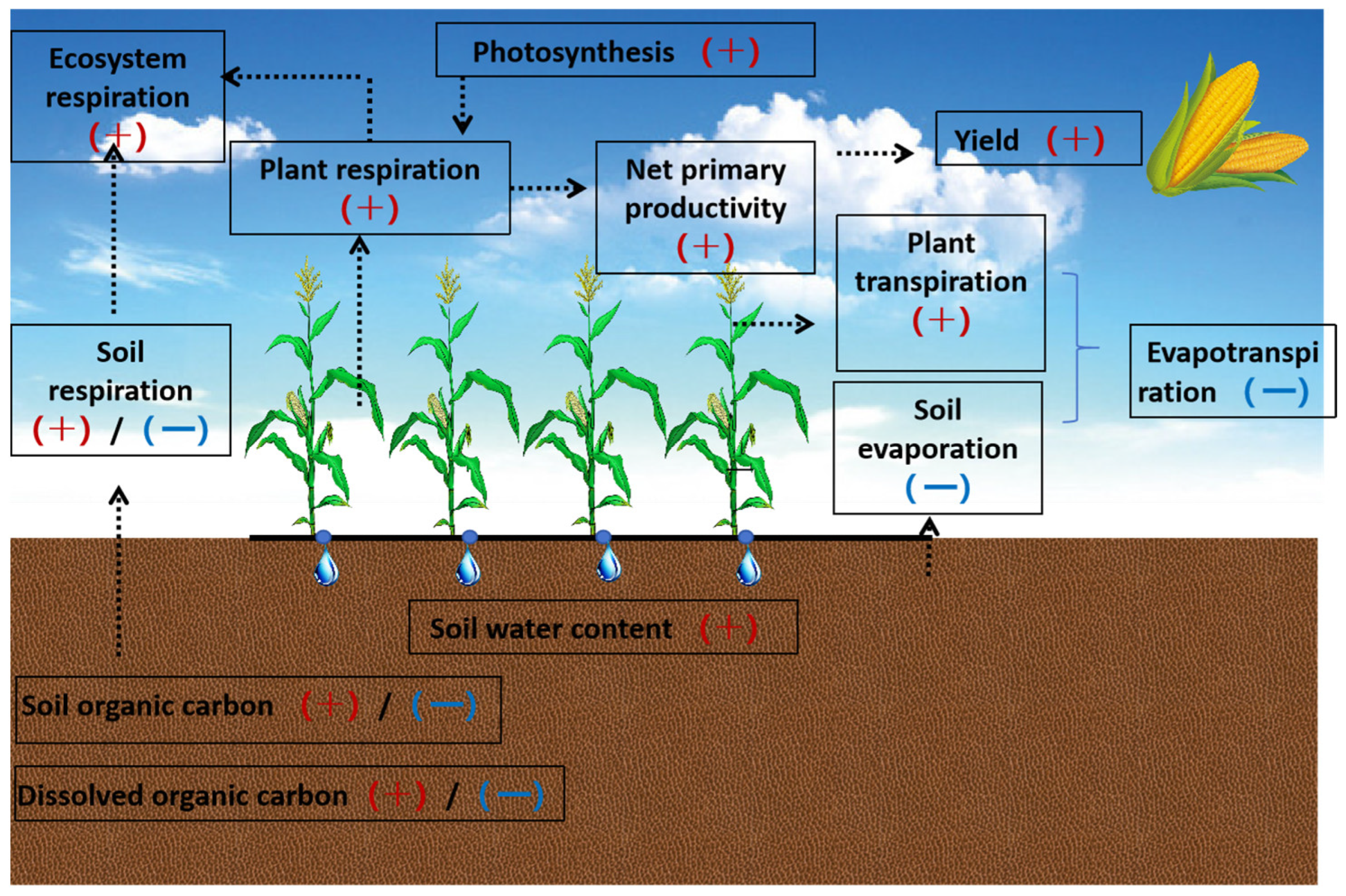 Water 16 02206 g002 Water 16 02206 g002
