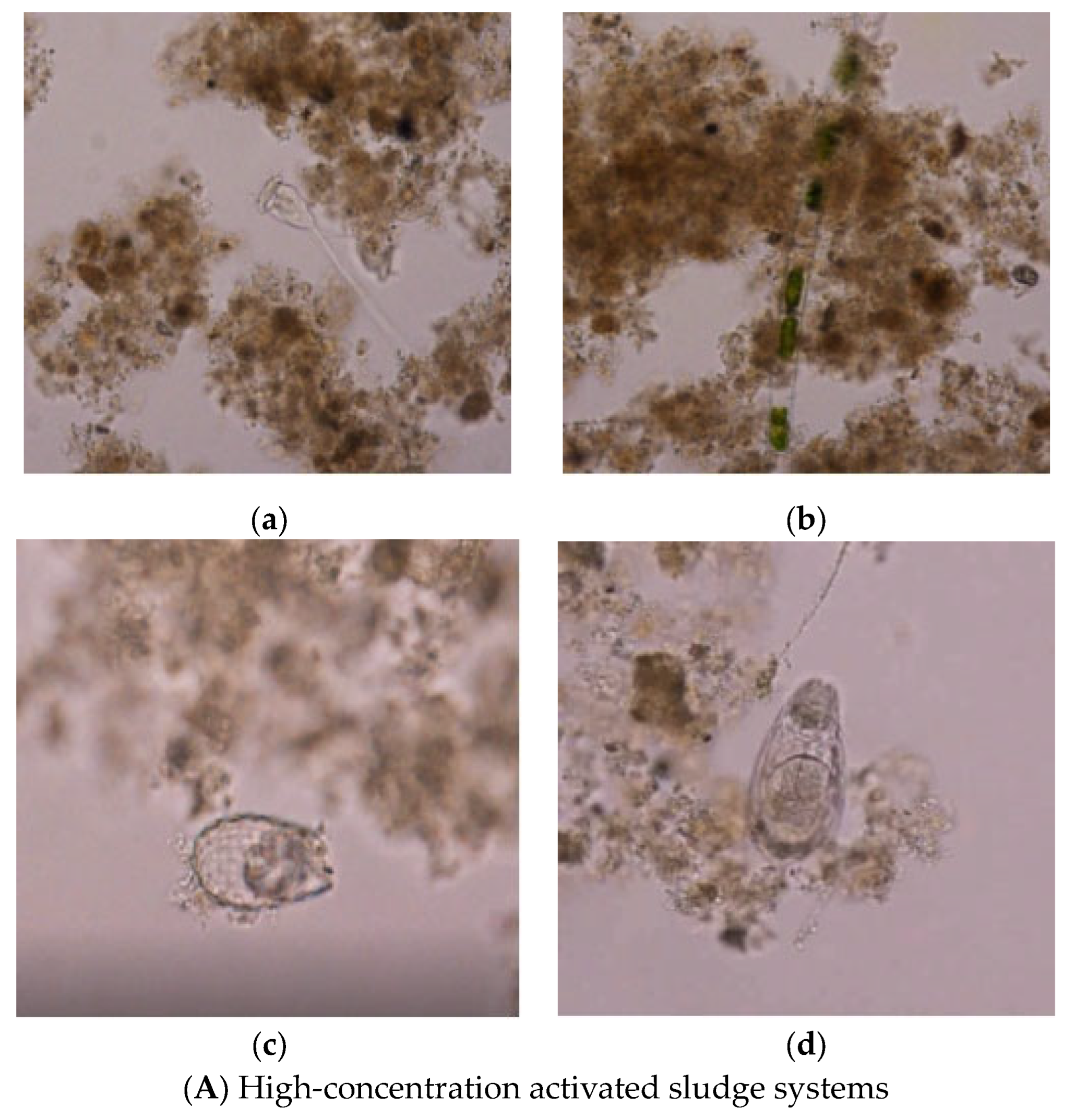 Water 16 02281 g017a