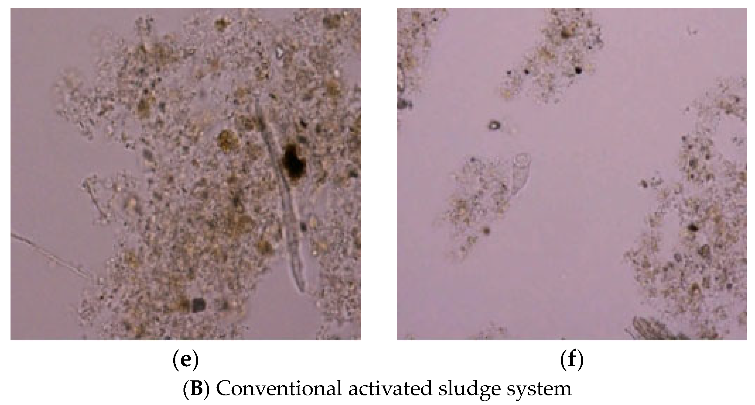 Water 16 02281 g017b