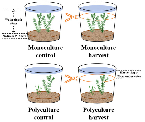 Harvest of Myriophyllum spicatum Facilitates the Growth of 
