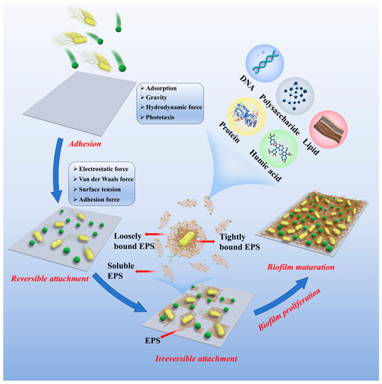 Microalgal–Bacteria Biofilm in Wastewater Treatment