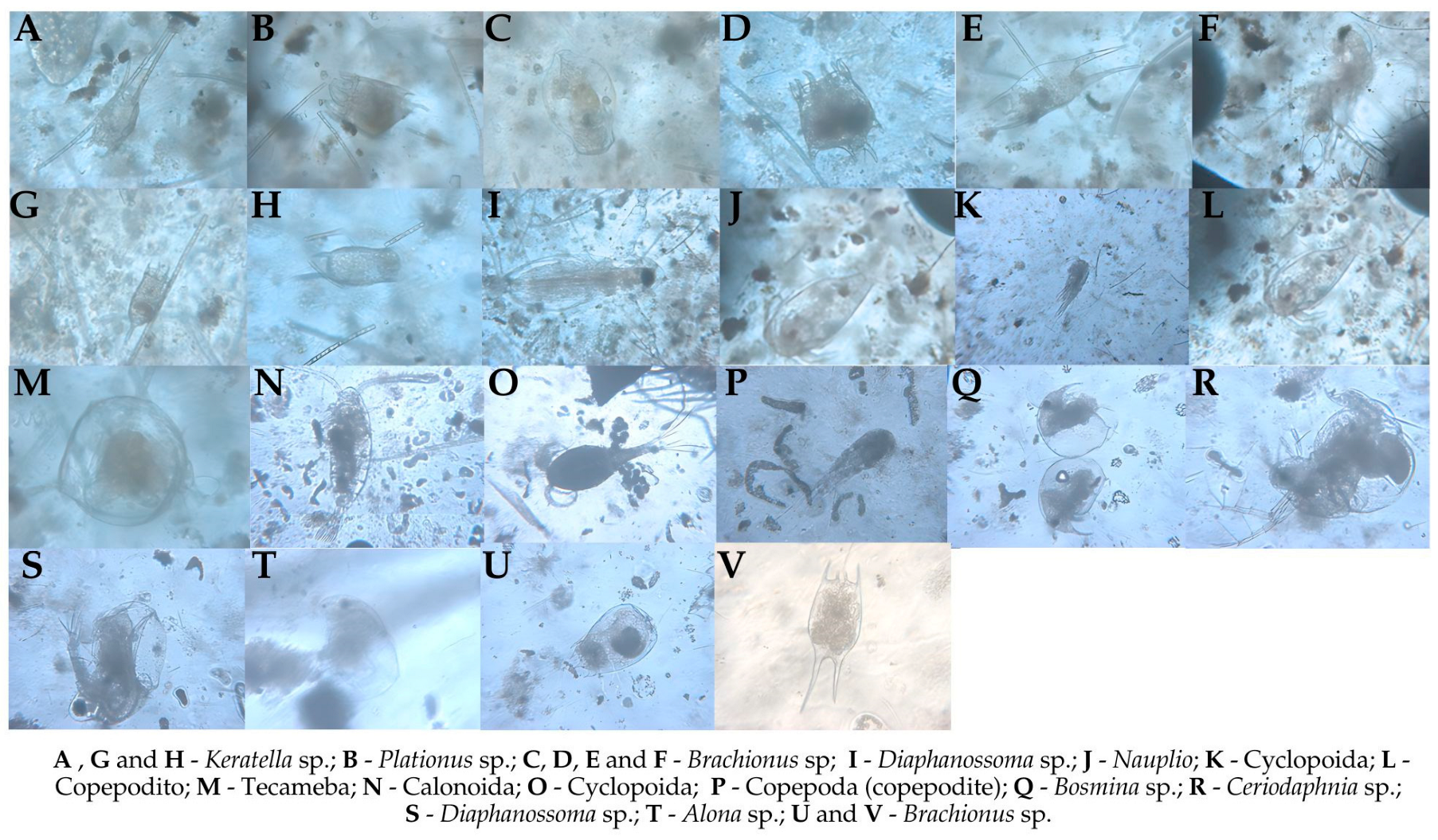 Water 16 02588 g003 Water 16 02588 g003