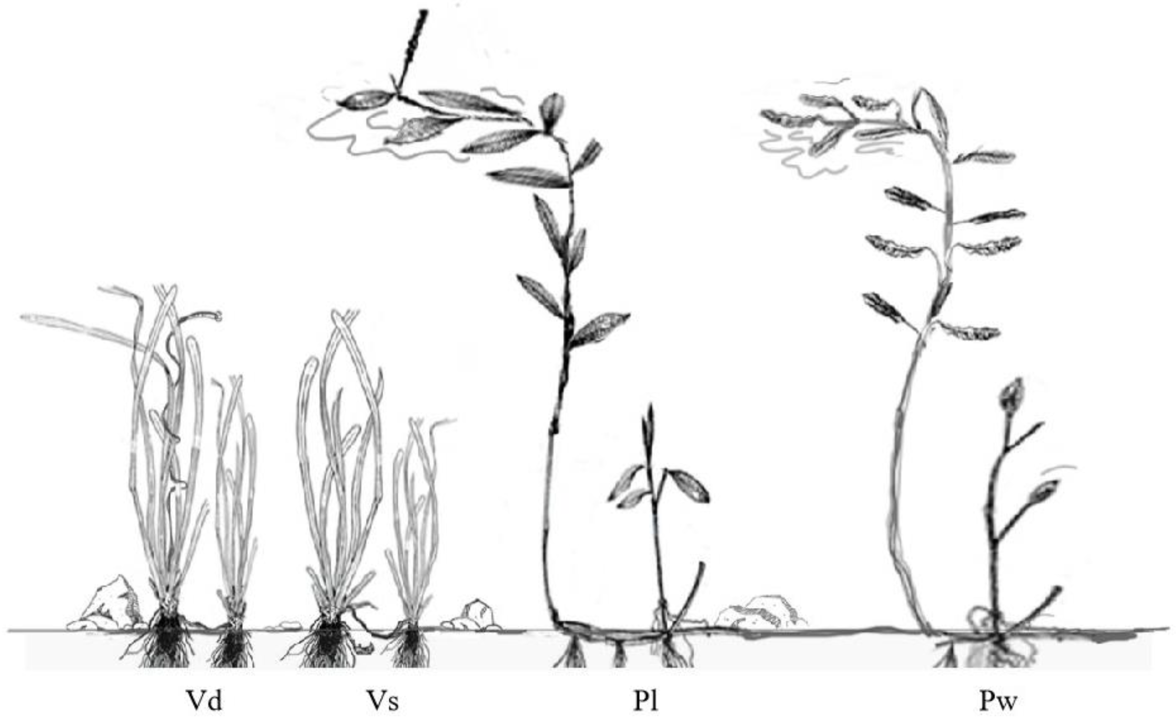 Water 16 03196 g001 Water 16 03196 g001