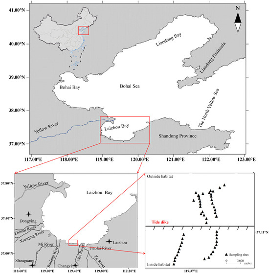 Effects of Tide Dikes on the Distribution and Accumulation