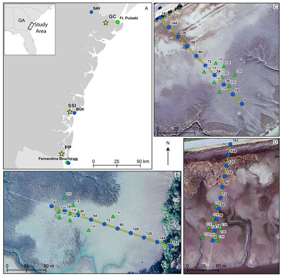 Shallow Hydrostratigraphy Beneath Marsh Platforms: Insights from 