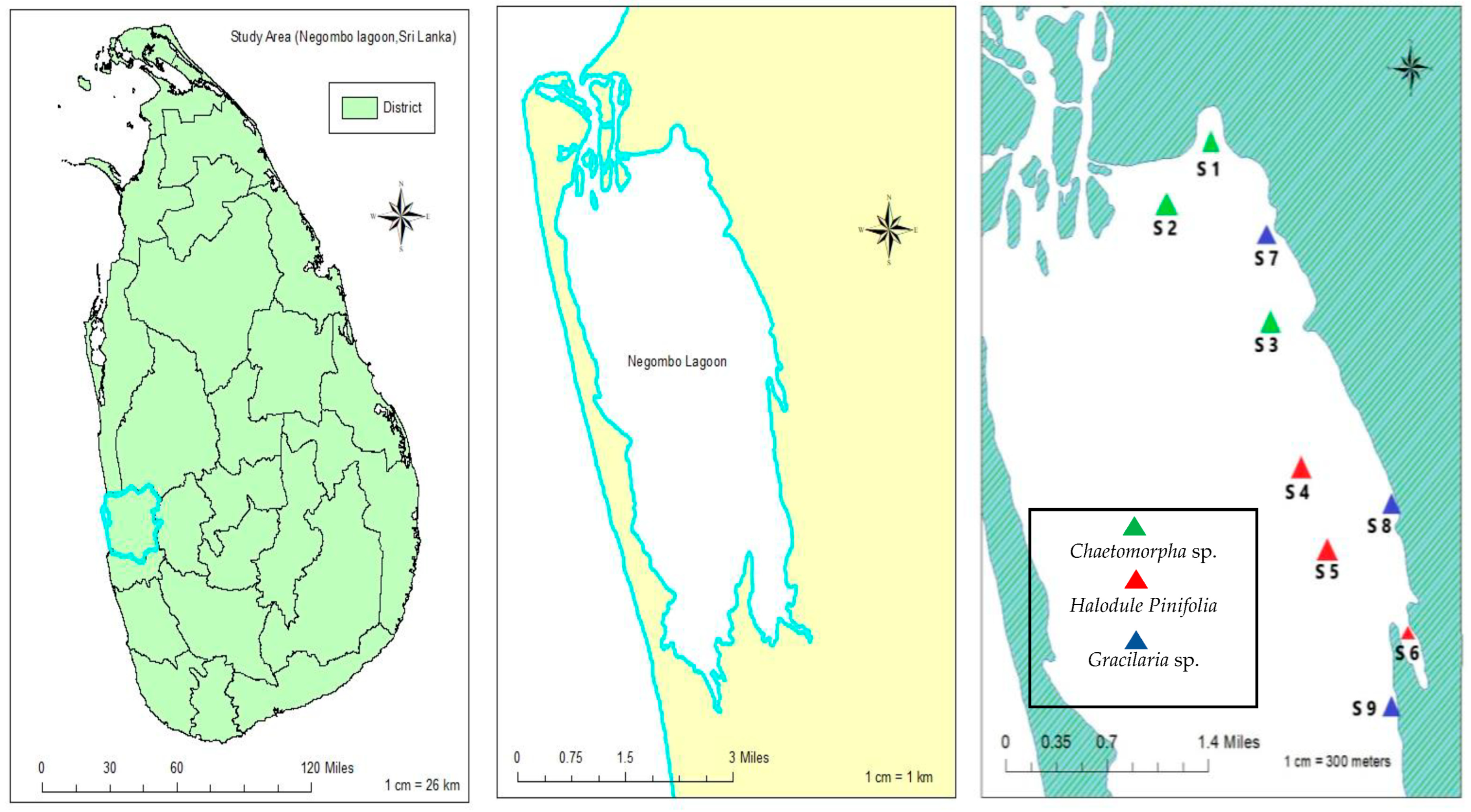 Water 17 00157 g001 Water 17 00157 g001