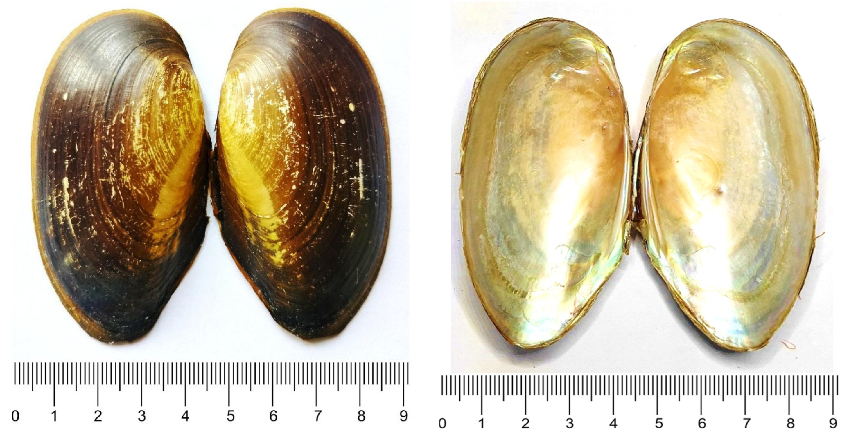 Water 17 01629 g001 Water 17 01629 g001