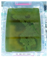 Water 17 02122 i023