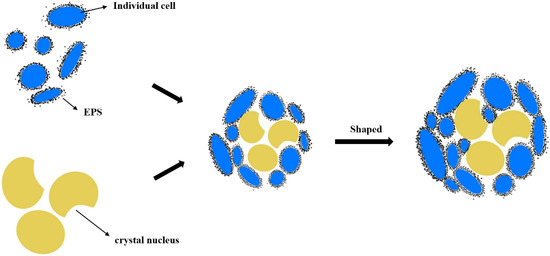 Unveiling the Secrets of Particle Size in Aerobic Granules: Impacts on ...