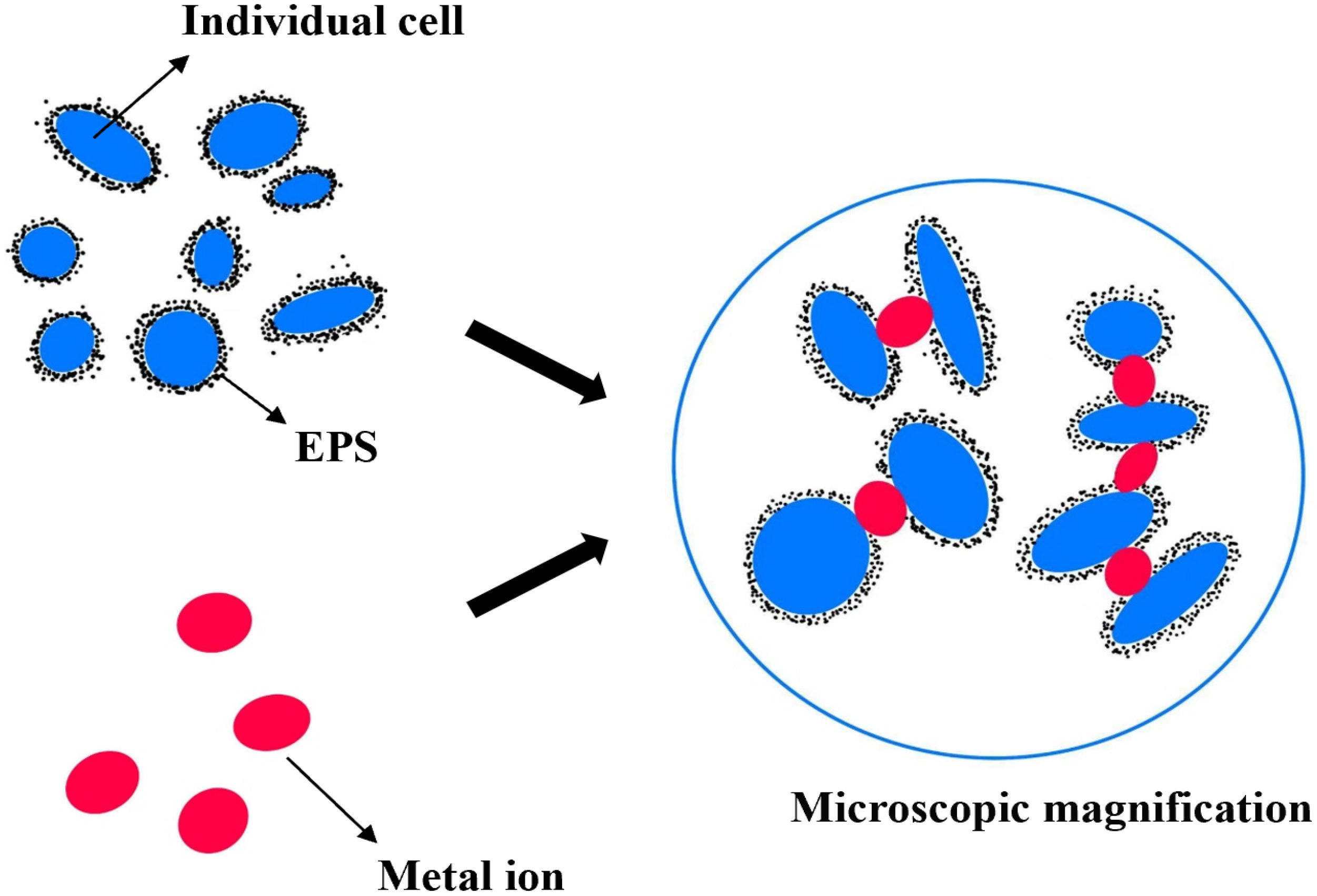 Water 17 02503 g005 Water 17 02503 g005