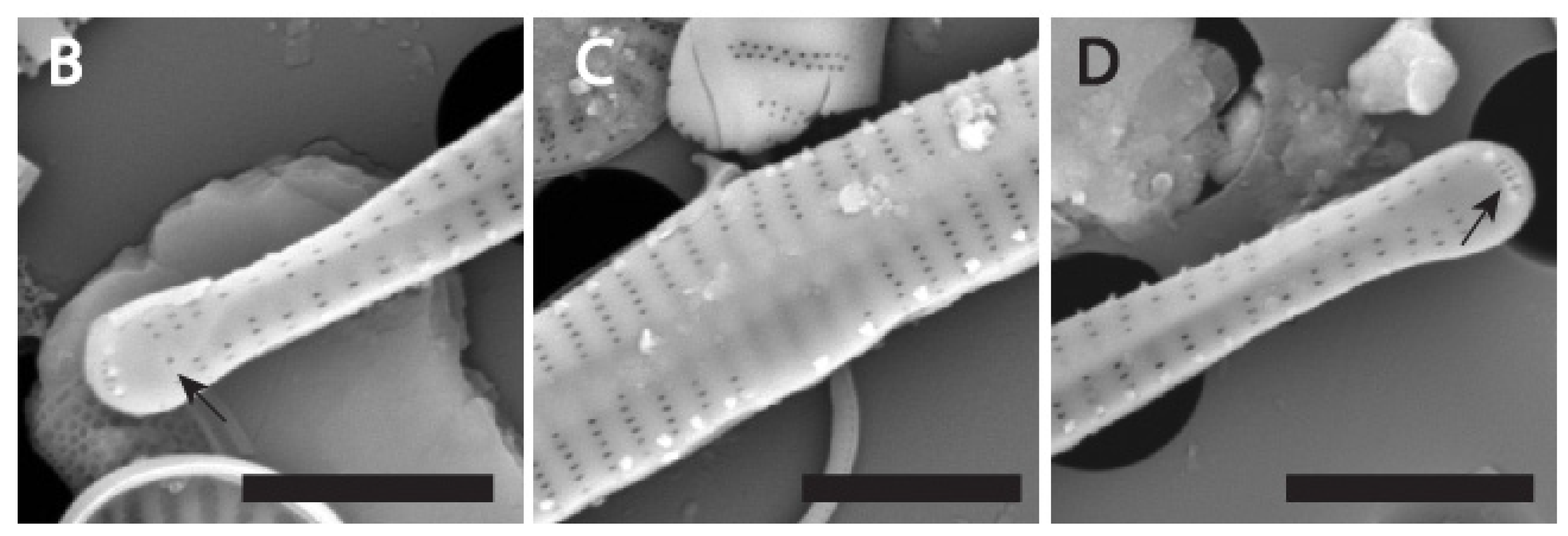 Water 17 02843 g005b