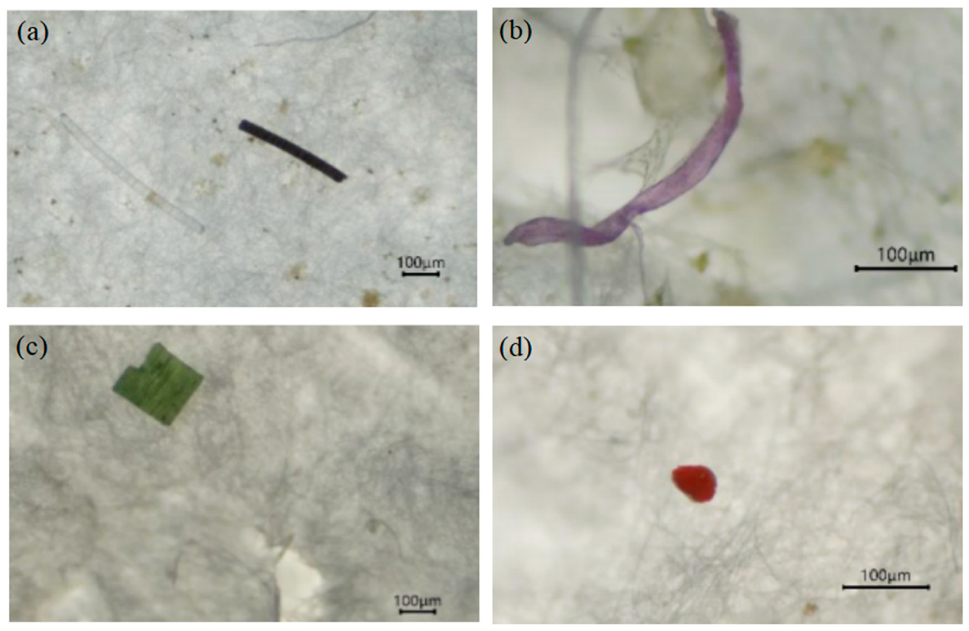 Water 17 03170 g002 Water 17 03170 g002