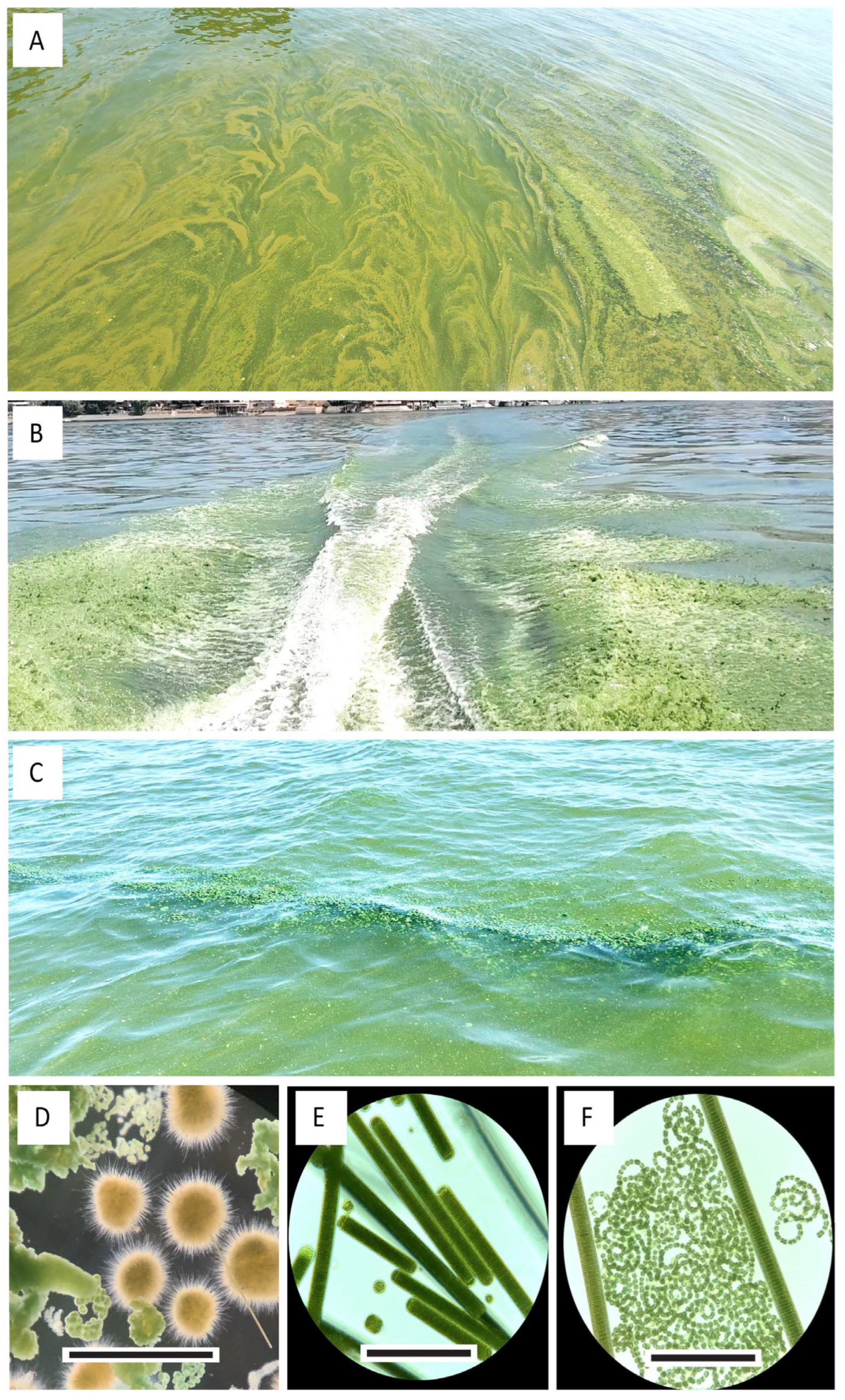 Water 17 03265 g002 Water 17 03265 g002