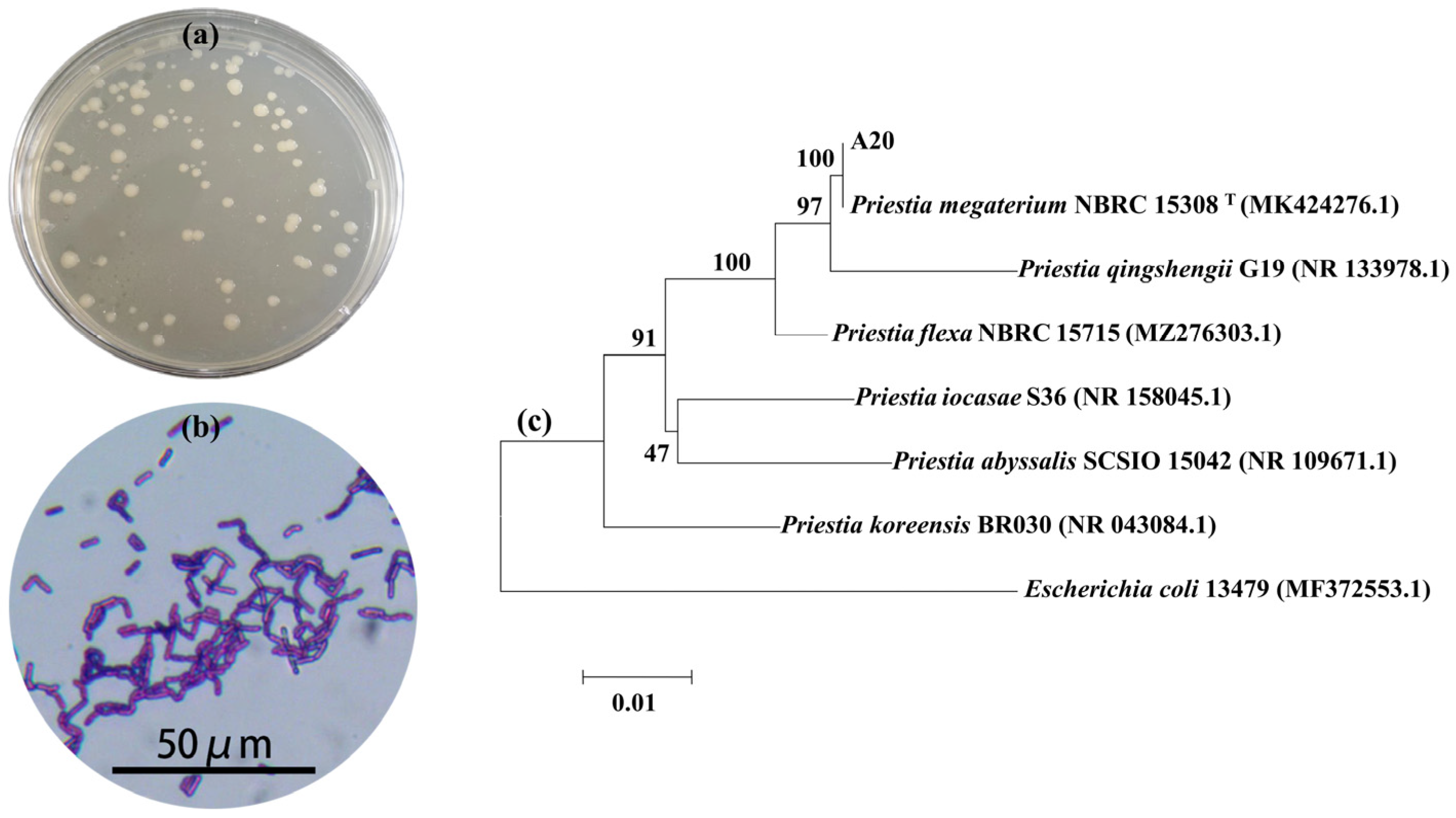 Water 17 03434 g004 Water 17 03434 g004