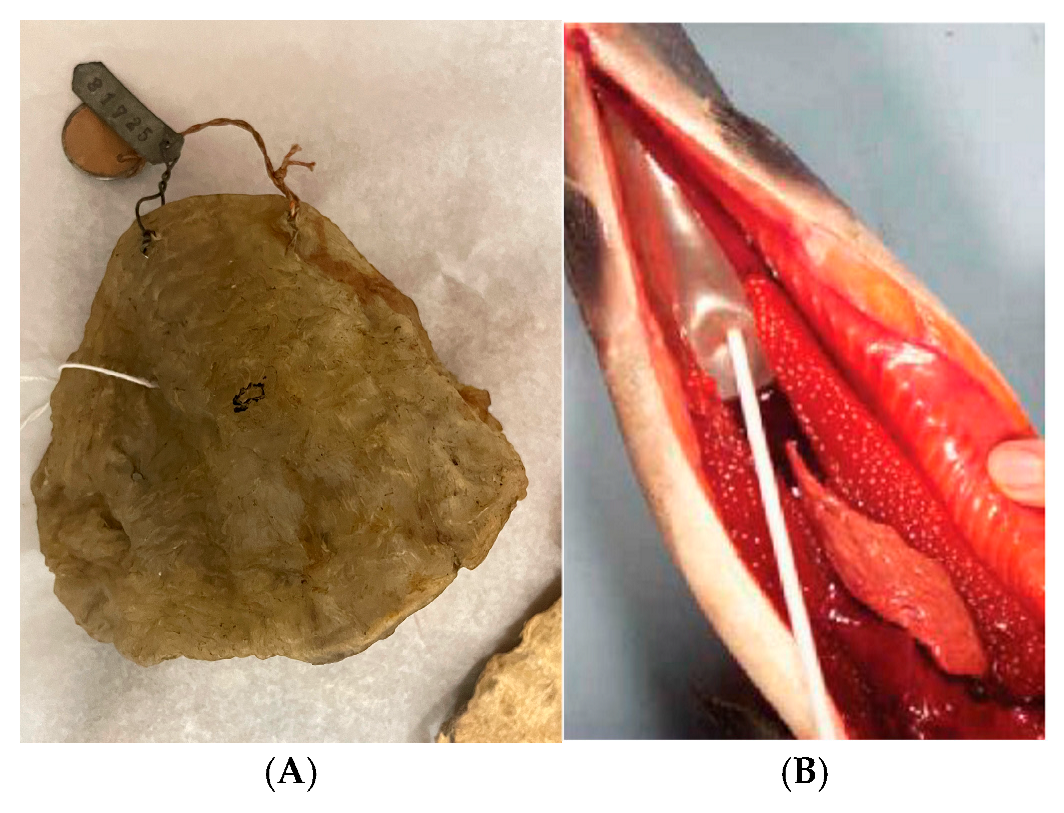 Wild 02 00030 g009 Wild 02 00030 g009