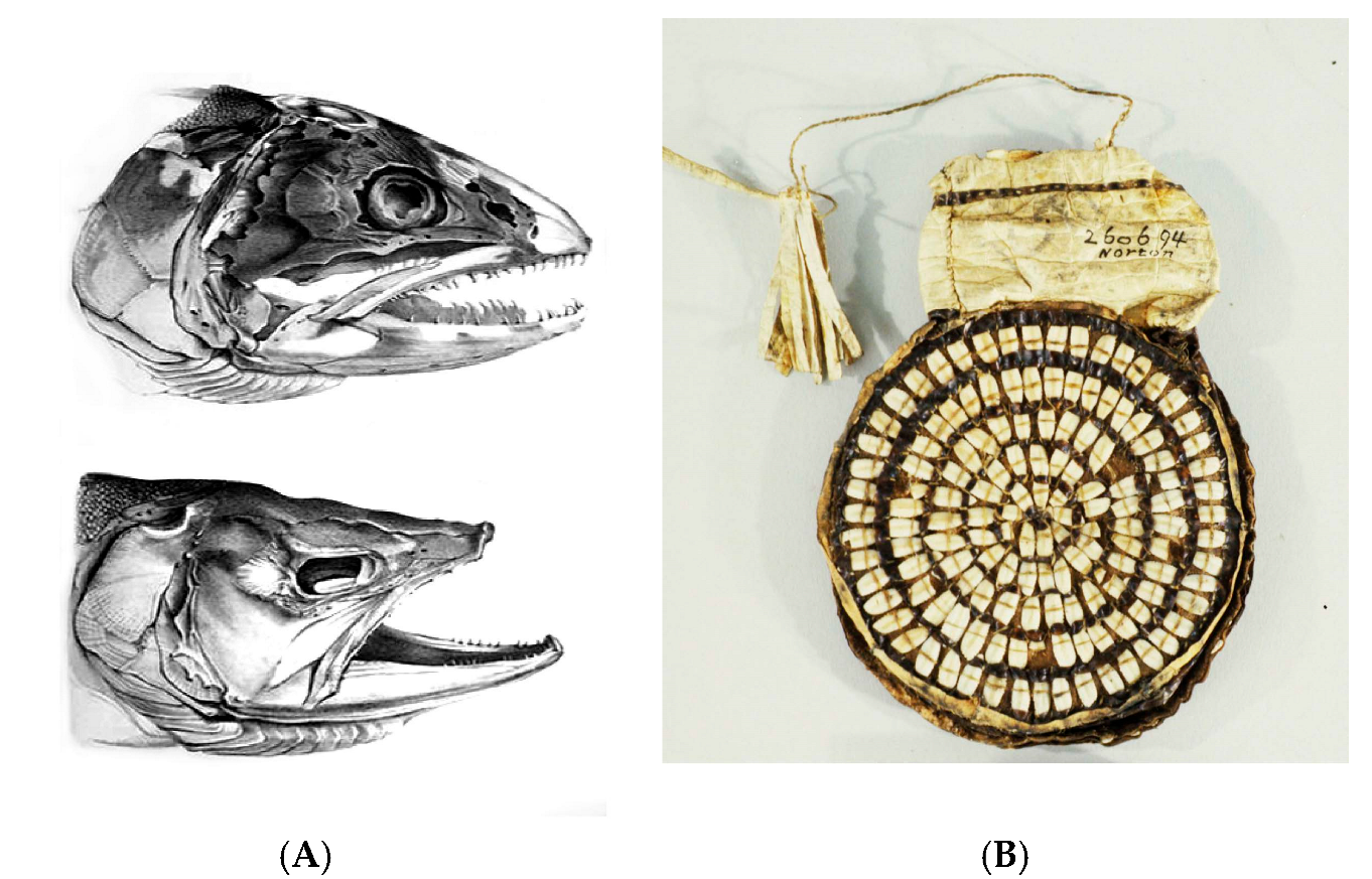 Wild 02 00030 g012 Wild 02 00030 g012