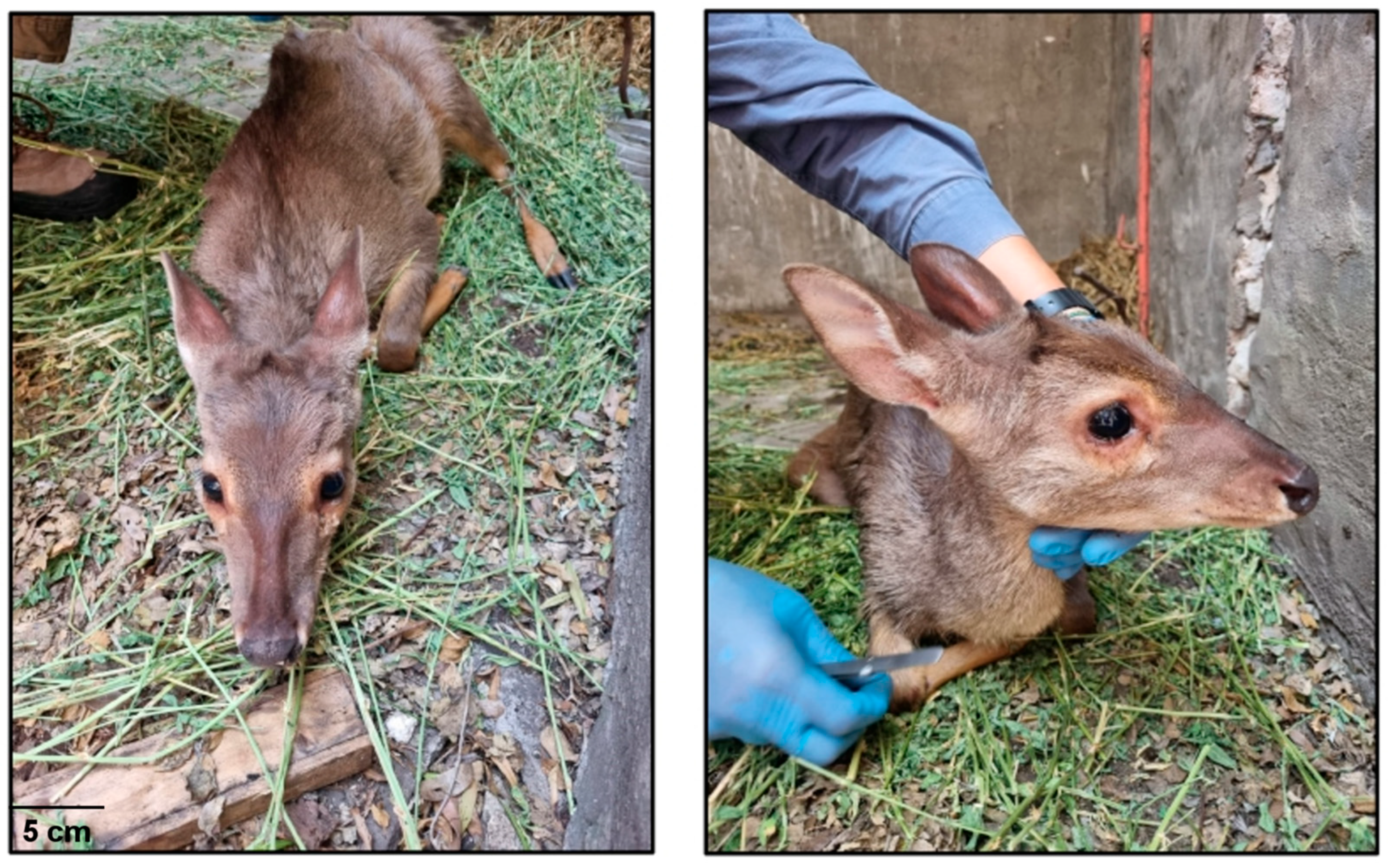 Wild 02 00035 g001 Wild 02 00035 g001