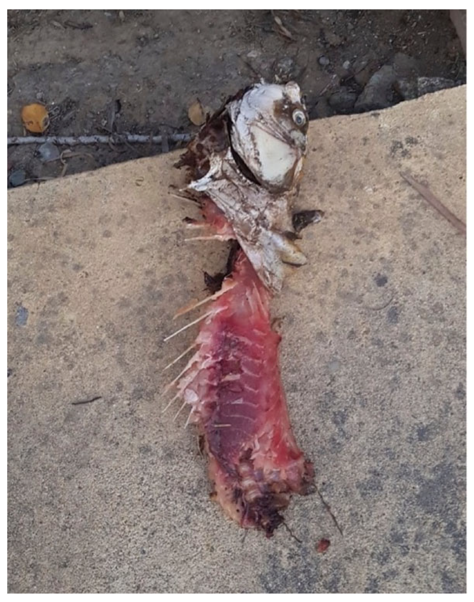 Wild 02 00046 g006 Wild 02 00046 g006