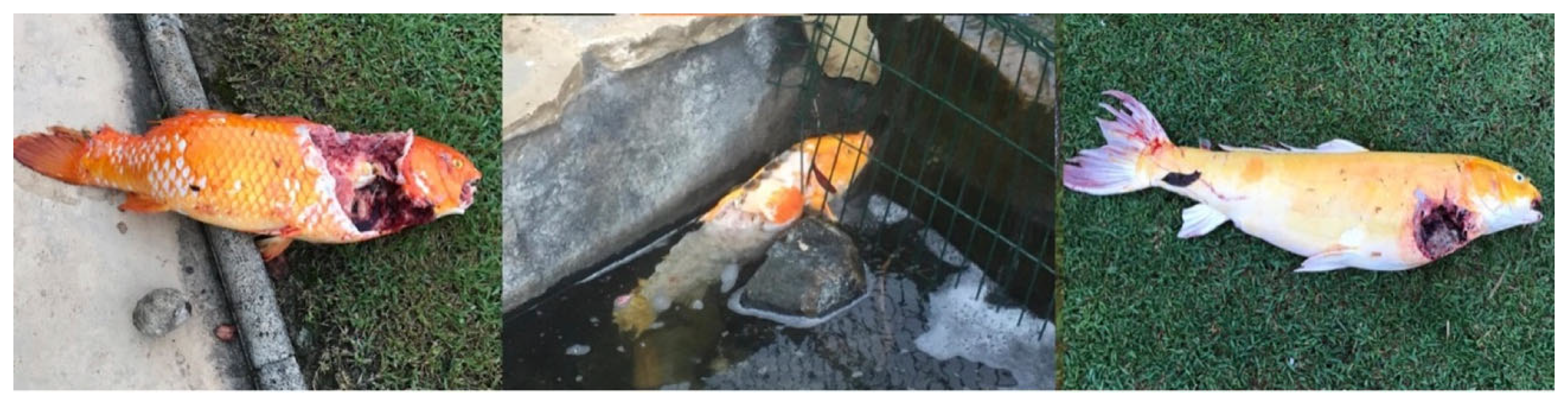 Wild 02 00046 g007 Wild 02 00046 g007