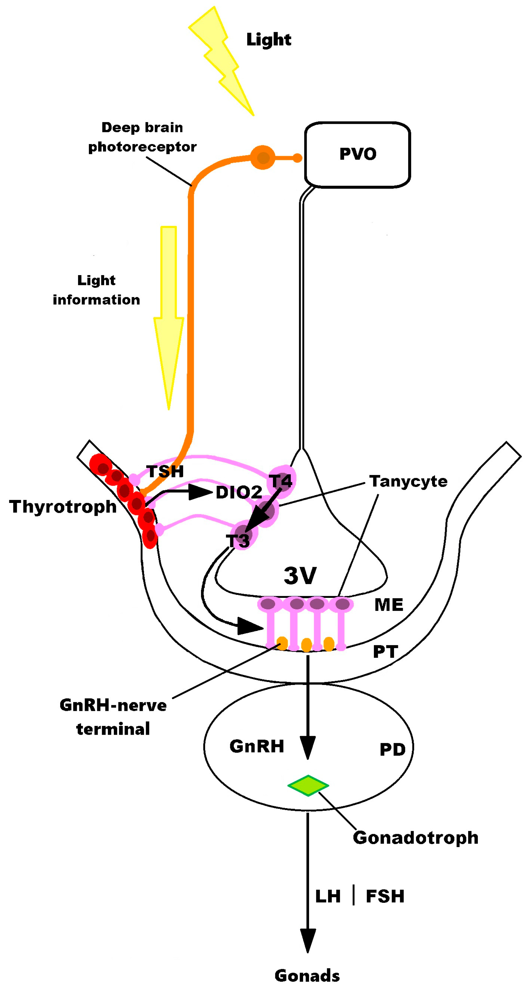 Light and Environment: Regulation of Seasonal Reproduction in Wild