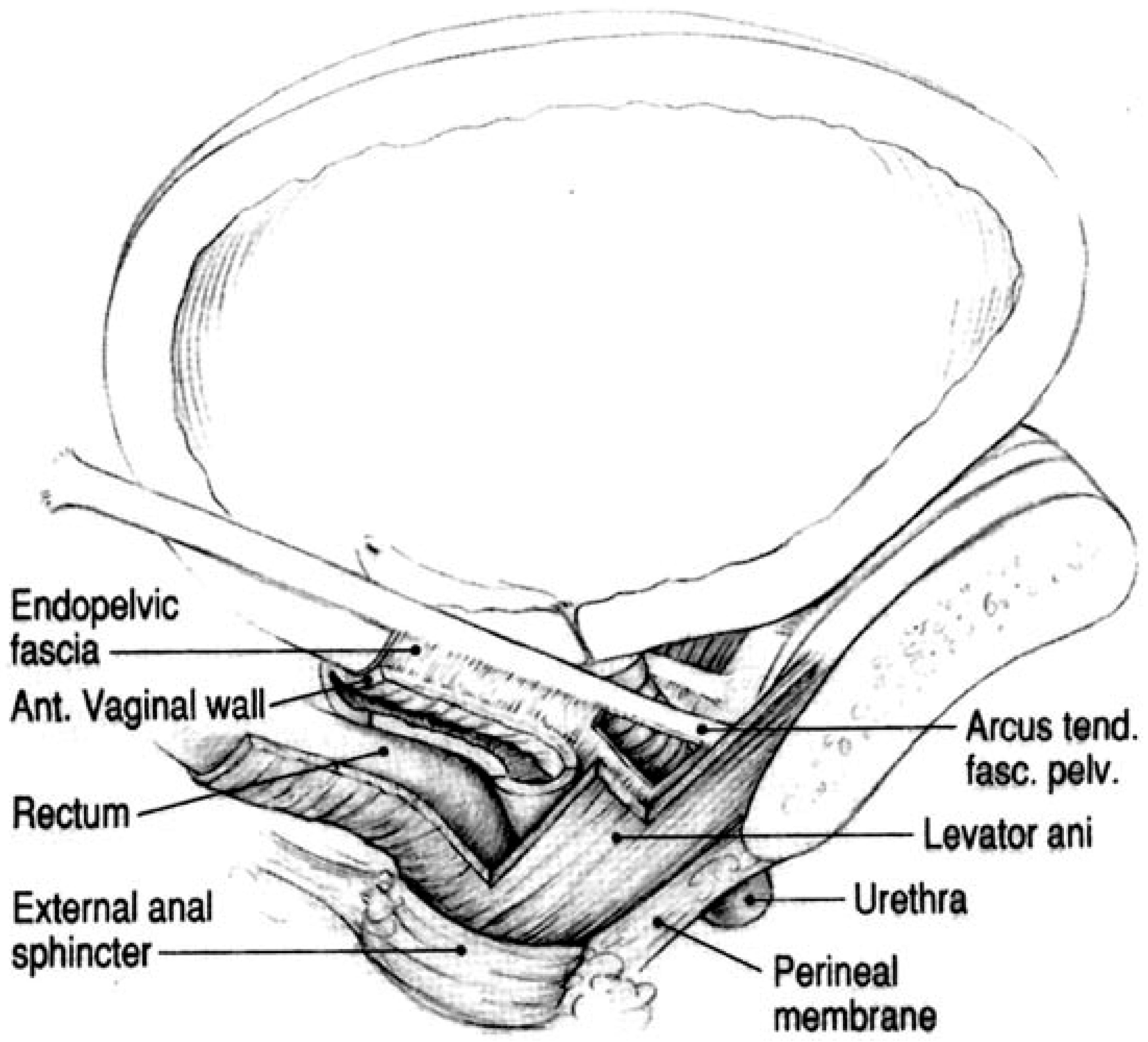 Women 05 00048 g002 Women 05 00048 g002