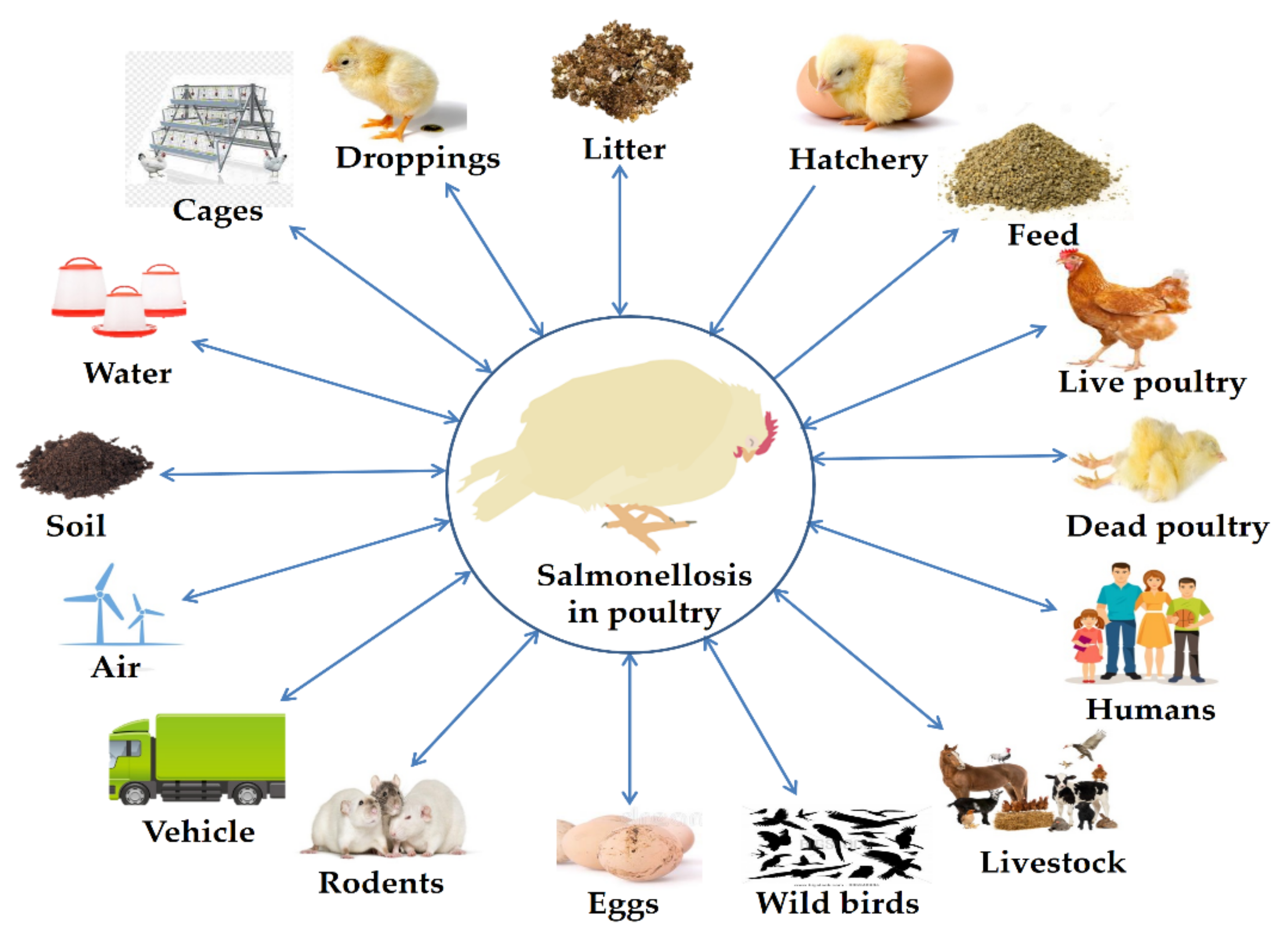 Zoonoticdis 01 00002 g002