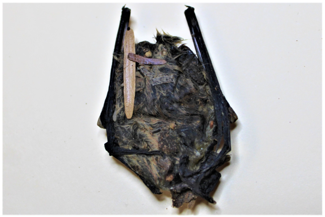 Zoonoticdis 02 00001 g002 550