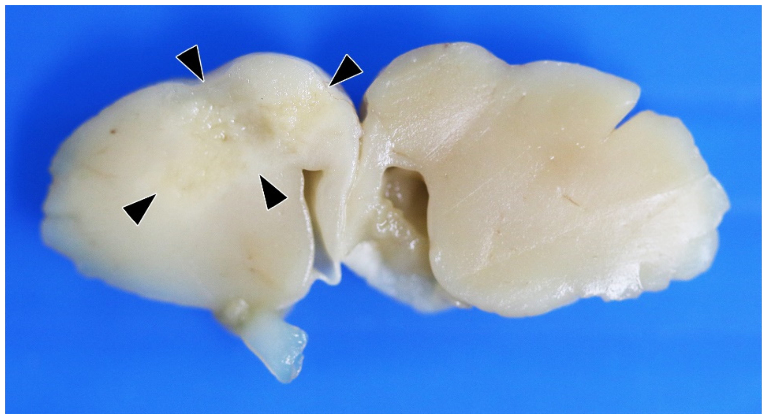 Zoonoticdis 02 00004 g001 Zoonoticdis 02 00004 g001