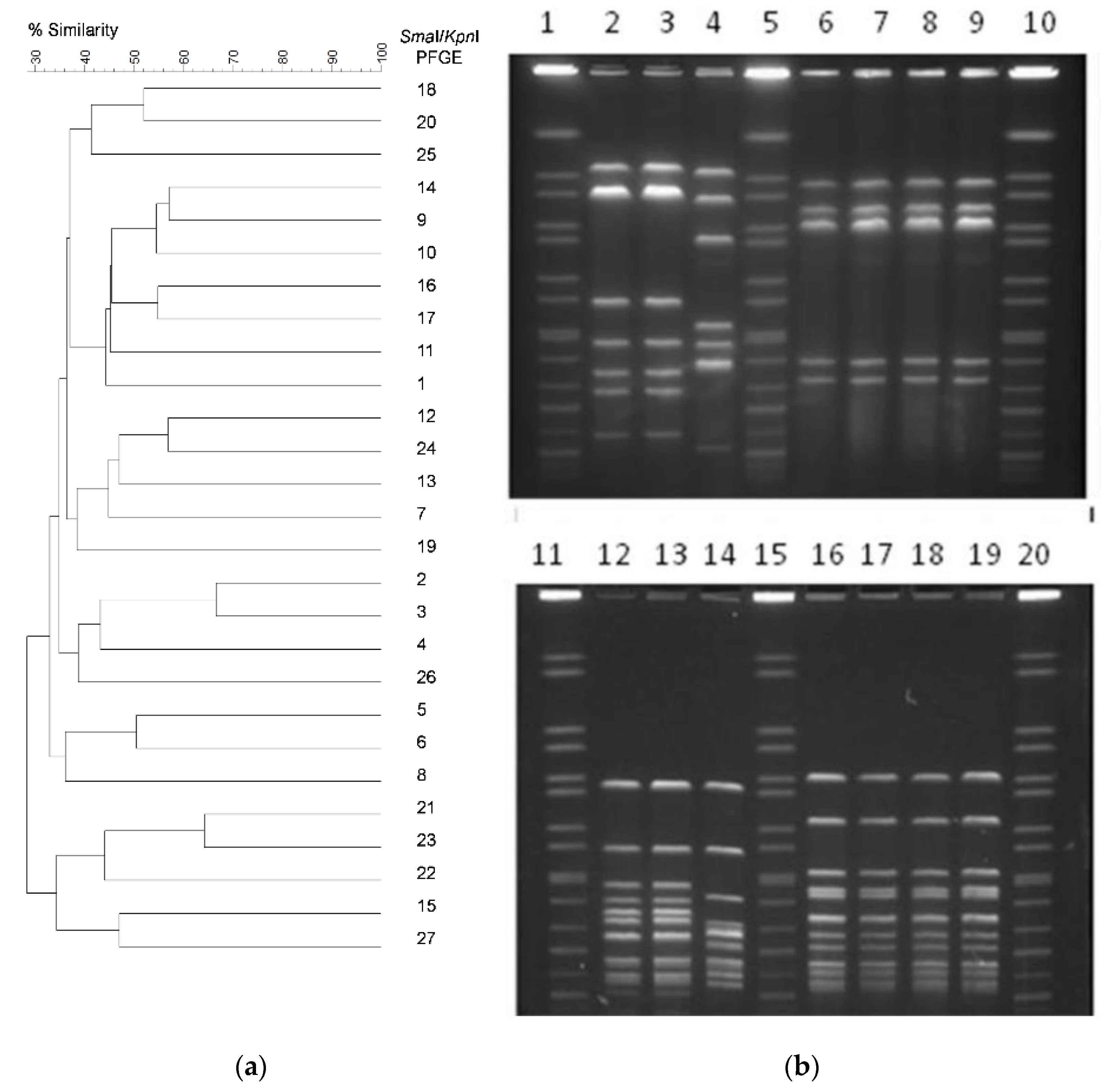 Zoonoticdis 02 00009 g001