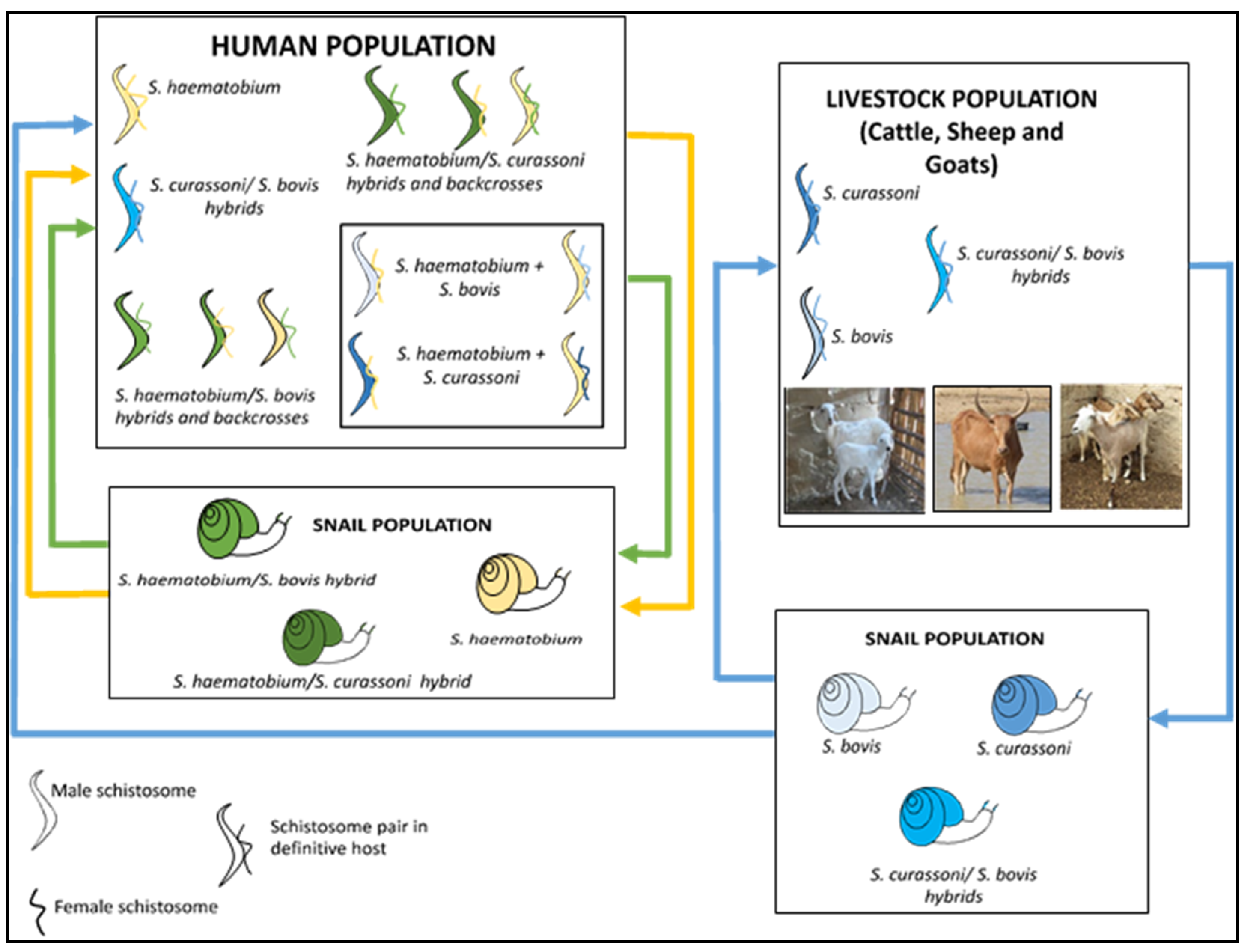 Zoonoticdis 03 00006 g002 Zoonoticdis 03 00006 g002