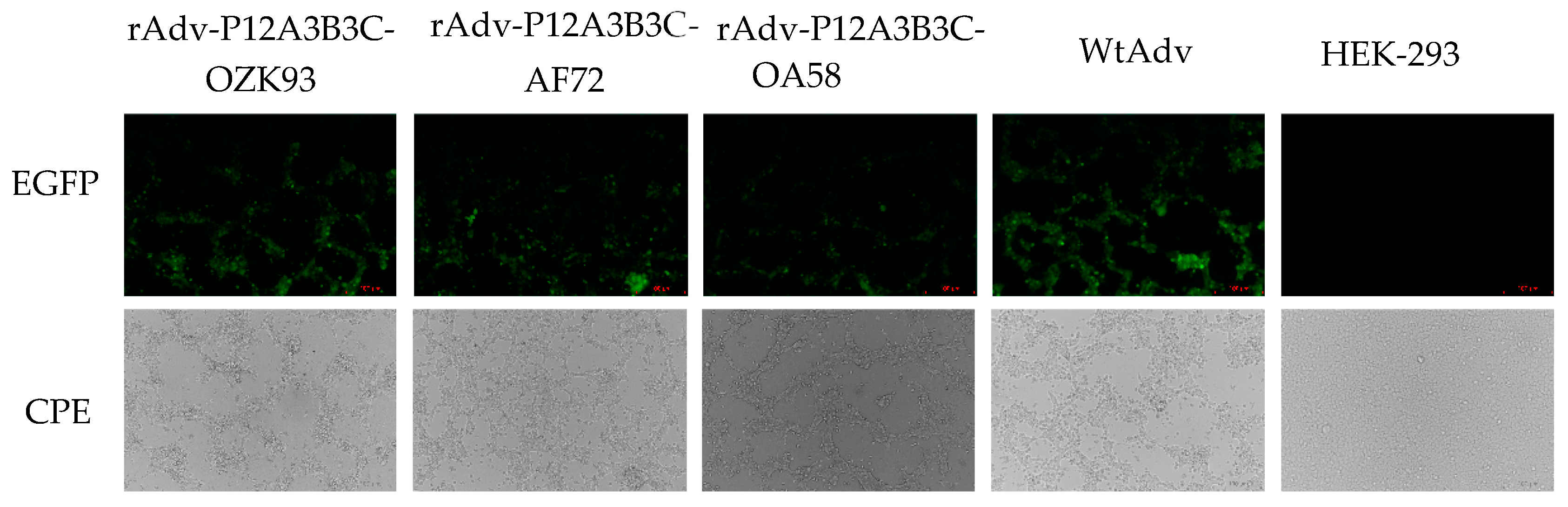 Zoonoticdis 03 00010 g003 Zoonoticdis 03 00010 g003