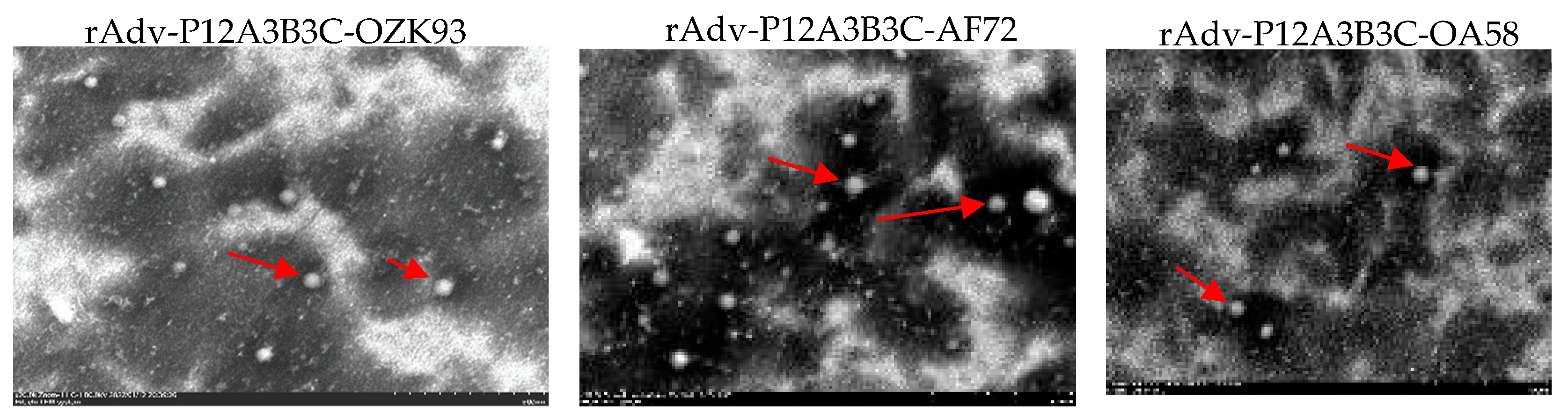 Zoonoticdis 03 00010 g007 Zoonoticdis 03 00010 g007