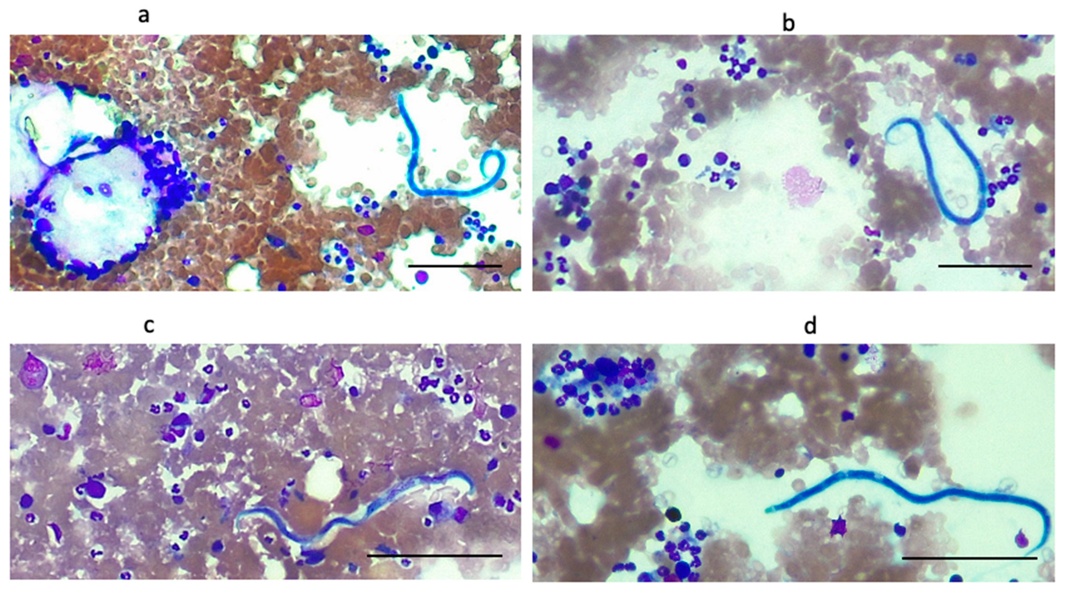 Zoonoticdis 03 00013 g003 Zoonoticdis 03 00013 g003